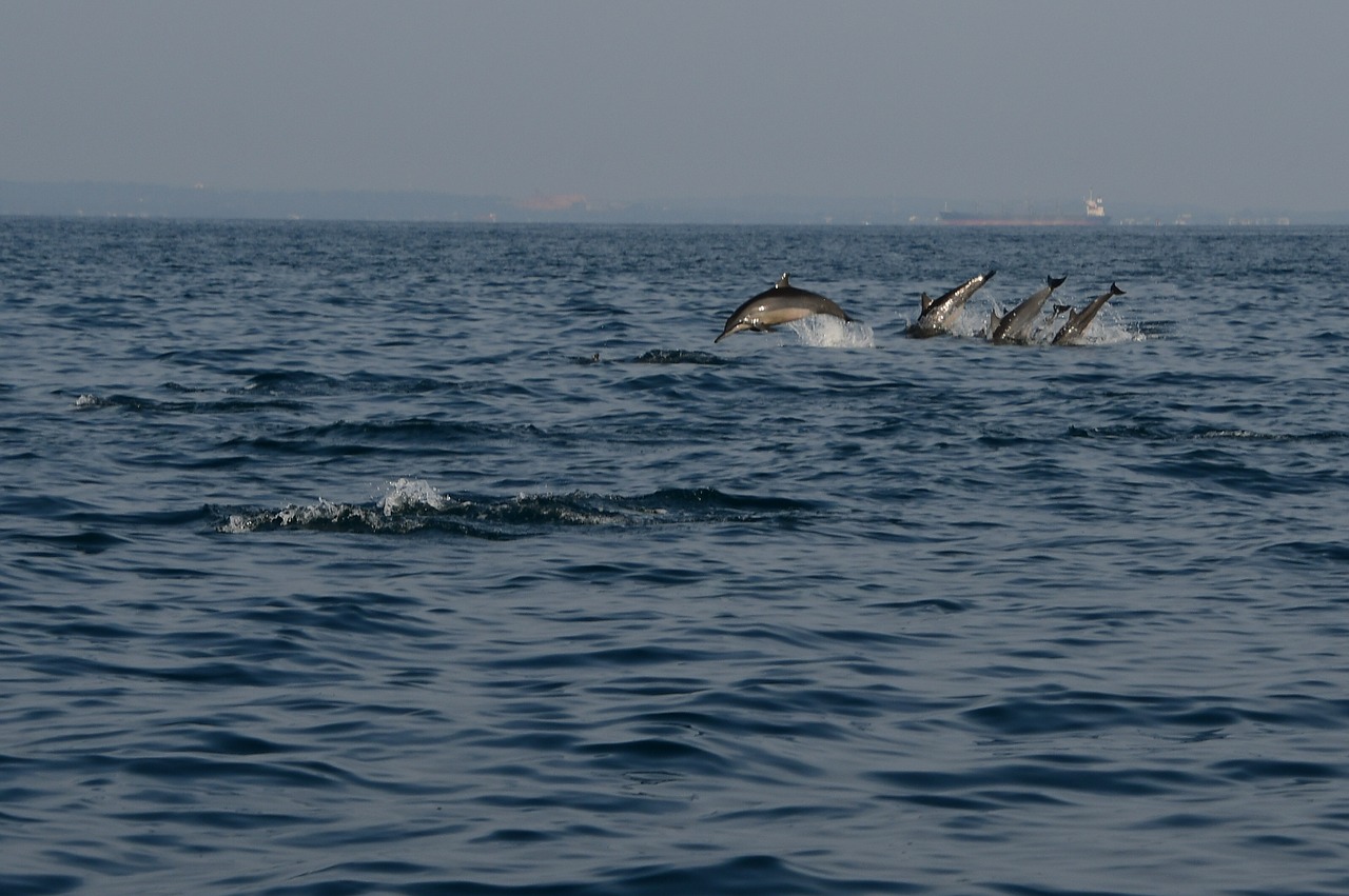 Delfinai,  Šokinėti,  Jūra,  Dolphin,  Vandens,  Gyvūnas,  Pobūdį,  Žaisti, Nemokamos Nuotraukos,  Nemokama Licenzija