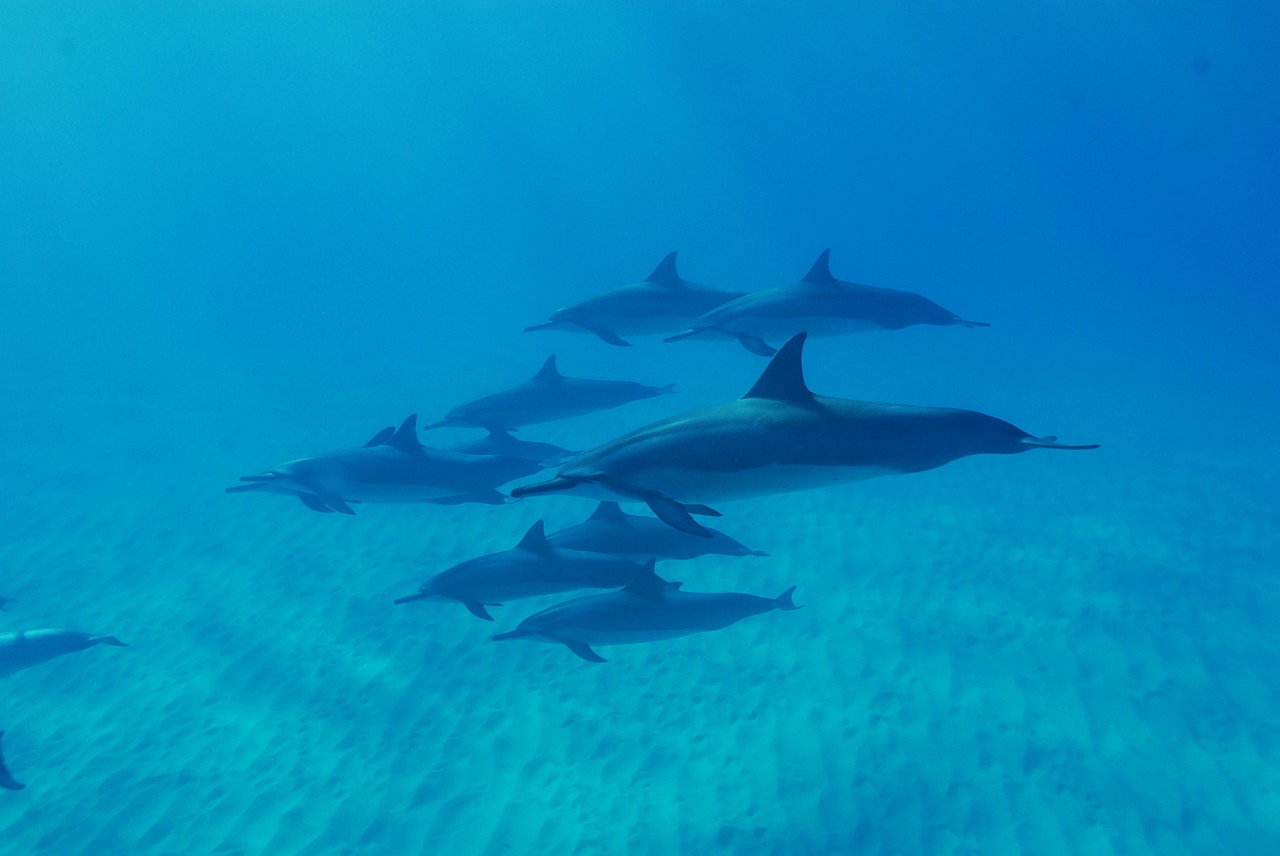 Delfinai, Vandenynas, Hawaii, Gamta, Nemokamos Nuotraukos,  Nemokama Licenzija