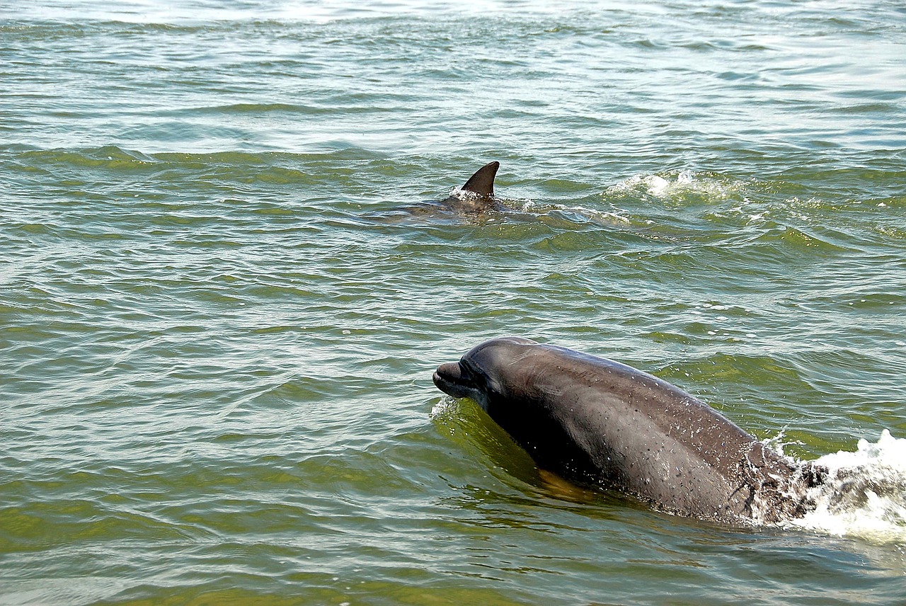 Laukiniai Delfinai, Laukinė Gamta, Delfinas, Gamta, Jūra, Vanduo, Gyvenimas, Gyvūnas, Vandens, Jūrų