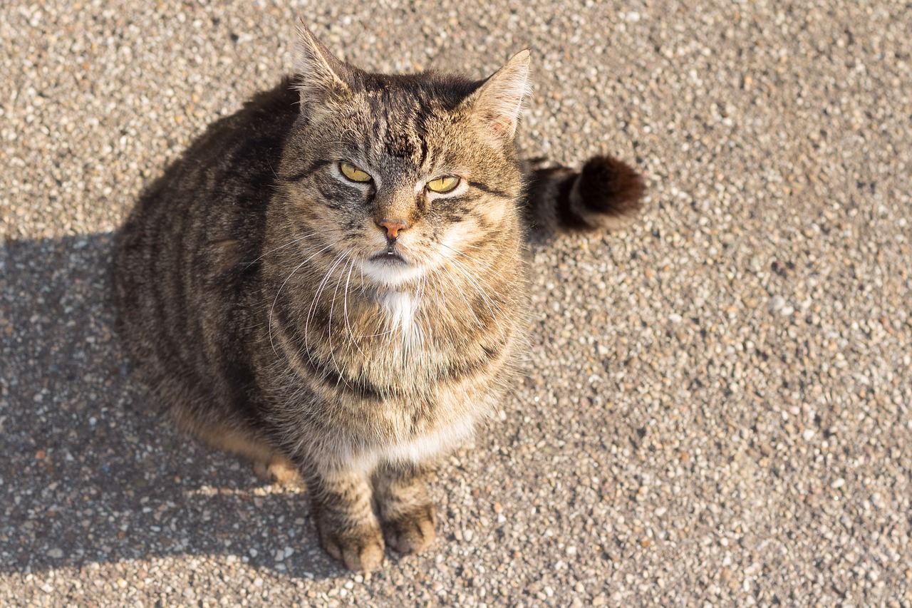 Naminis Katinas, Katė, Purr, Naminis Gyvūnėlis, Skumbrė, Gyvūnas, Brangioji, Kačiukas, Gamta, Katės Akys