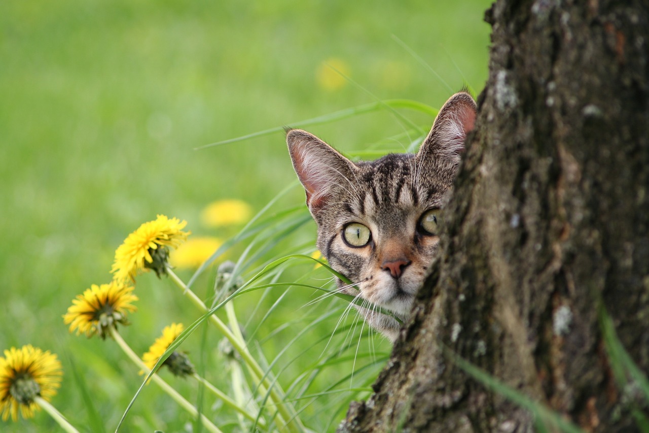 Naminis Katinas, Brindled, Tomcat, Įdomu Katė, Nemokamos Nuotraukos,  Nemokama Licenzija