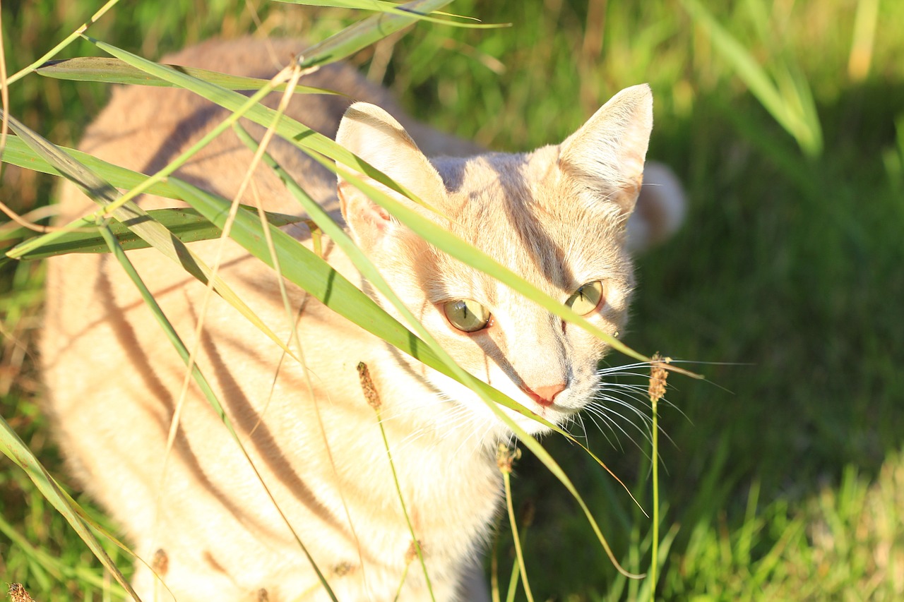 Naminis Katinas, Katė, Kačių Veido, Naminis Gyvūnėlis, Gyvūnas, Raudonos Skumbrės Tabby, Įdomu, Žaismingas, Pūkuotas, Laukinės Gamtos Fotografija