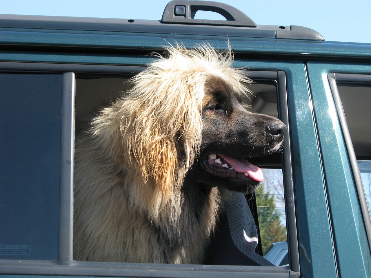 Vidaus Šuo, Canis Familiaris, Leonberger, Tamworth, Ontarijas, Kanada, Nemokamos Nuotraukos,  Nemokama Licenzija