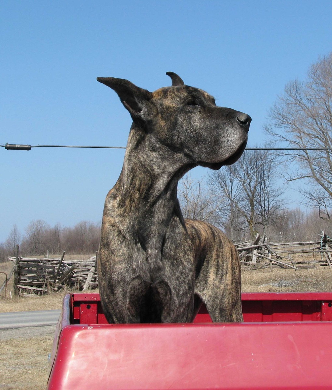 Vidaus Šuo, Canis Familiaris, Puikus Dane, Tamworth, Ontarijas, Kanada, Nemokamos Nuotraukos,  Nemokama Licenzija