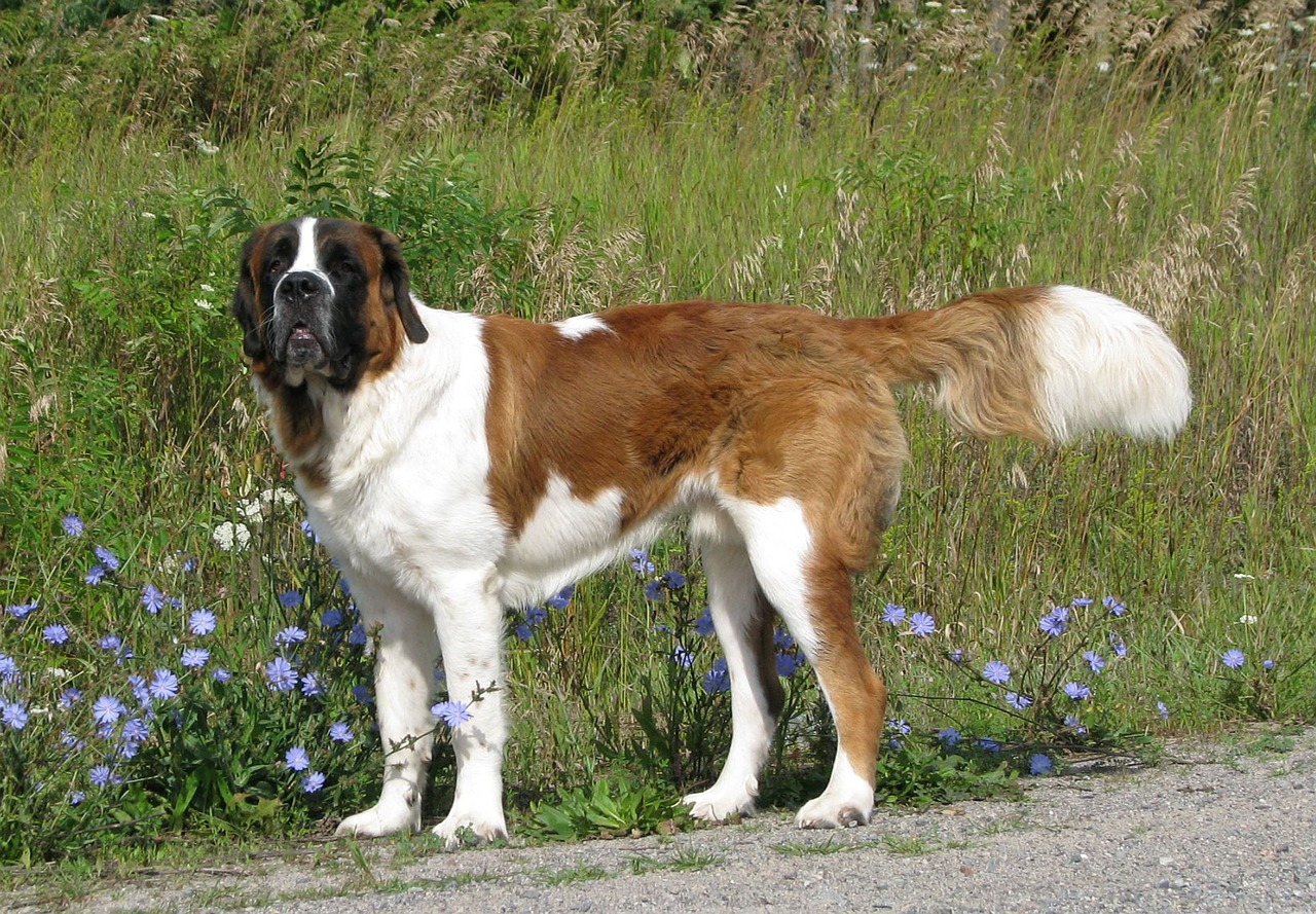 Vidaus Šuo, Canis Familiaris, Saint Bernard, St Bernard, Didžiausia Šunų Veislė, Marlbank, Ontarijas, Kanada, Nemokamos Nuotraukos,  Nemokama Licenzija