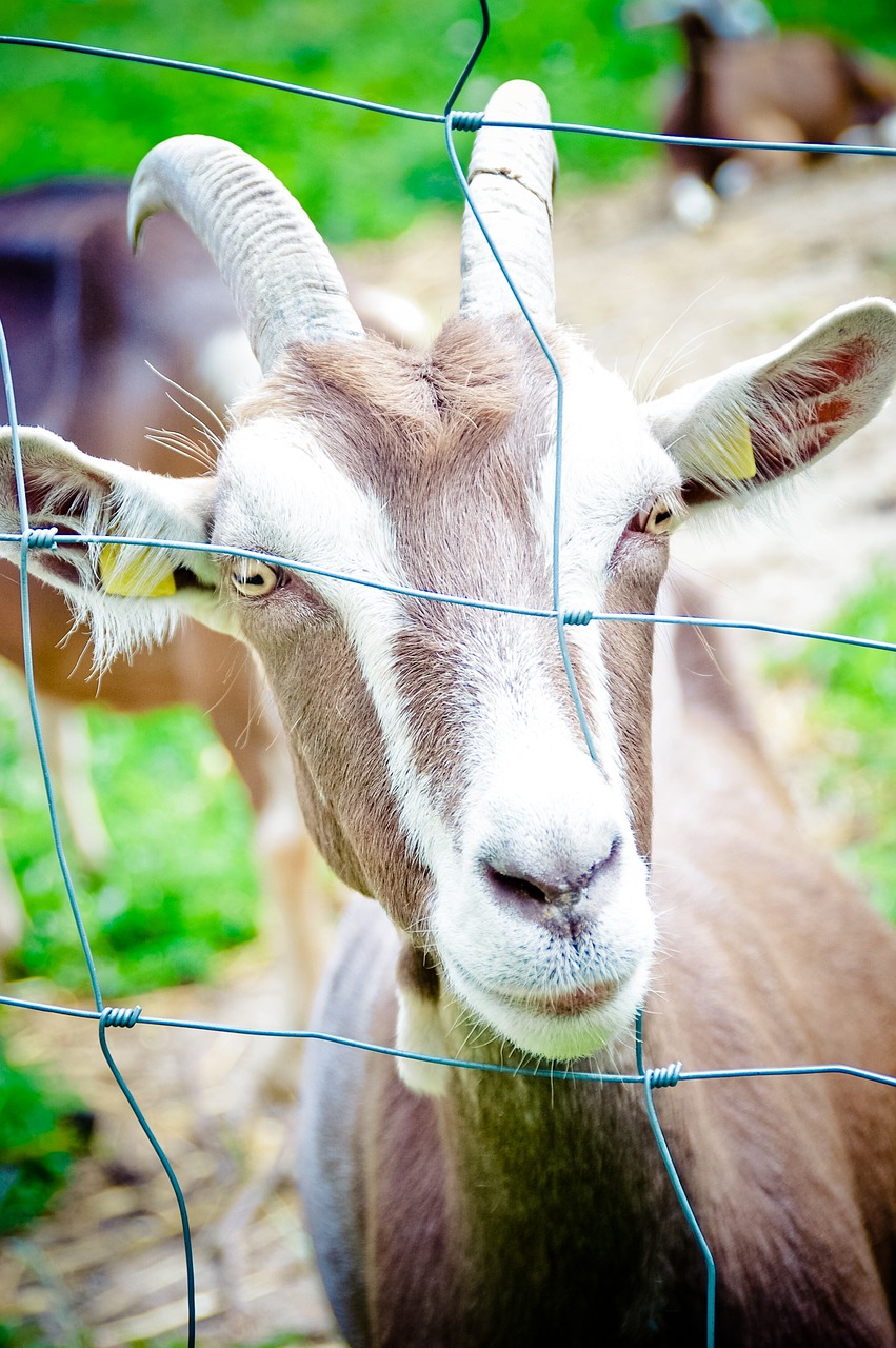 Naminė Ožka, Ragai, Tiuringijos Miško Ožka, Ožka, Galva, Akis, Kilnoji Ožka, Gyvūnas, Gyvuliai, Ūkis