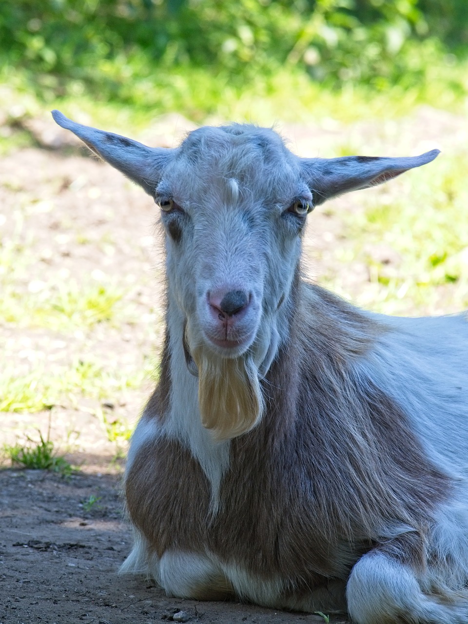 Vidaus Ožkos,  Ožka,  Gyvulininkystė,  Ožkos Galva,  Veidas,  Su Ūsais Ir Barzda,  Žinduoliai,  Meadow,  Melas, Nemokamos Nuotraukos