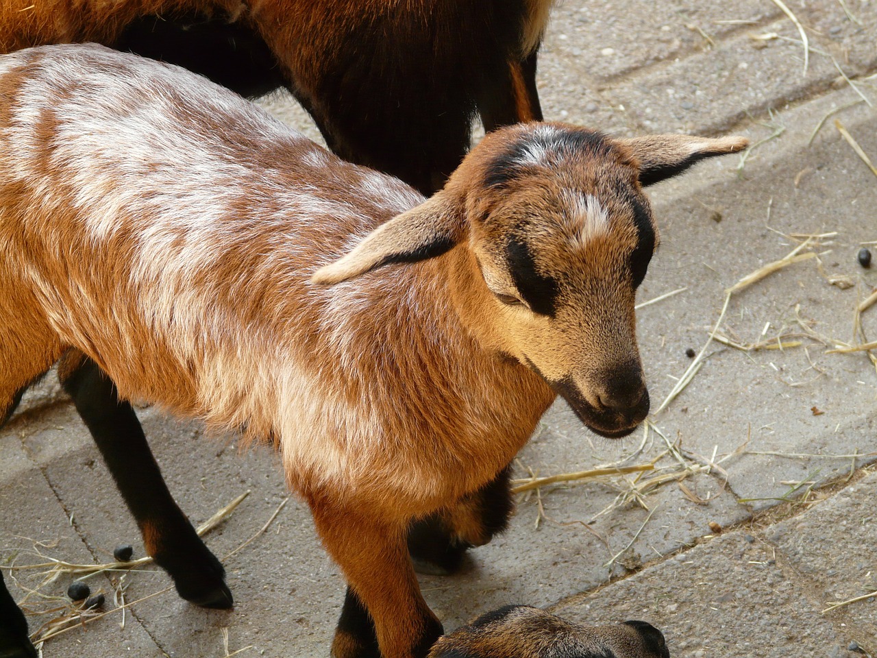 Naminė Ožka, Ožka, Gyvuliai, Ūkis, Mielas, Gyvūnas, Padaras, Ausys, Kailis, Vaikas