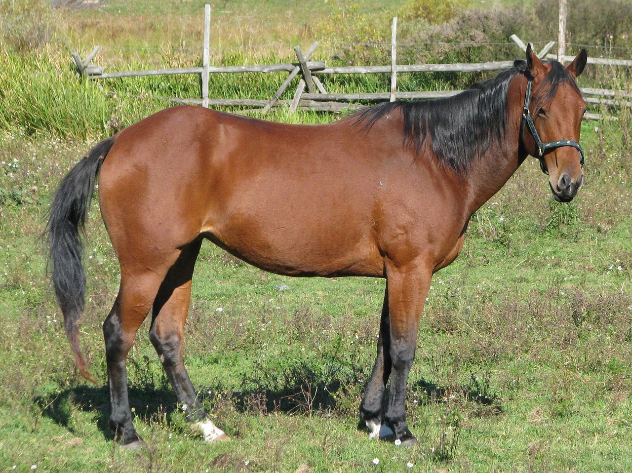 Vietinis Arklys, Equus Ferus Caballus, Amerikietiškas Ketvirtis Arklio, Marlbank, Ontarijas, Kanada, Nemokamos Nuotraukos,  Nemokama Licenzija