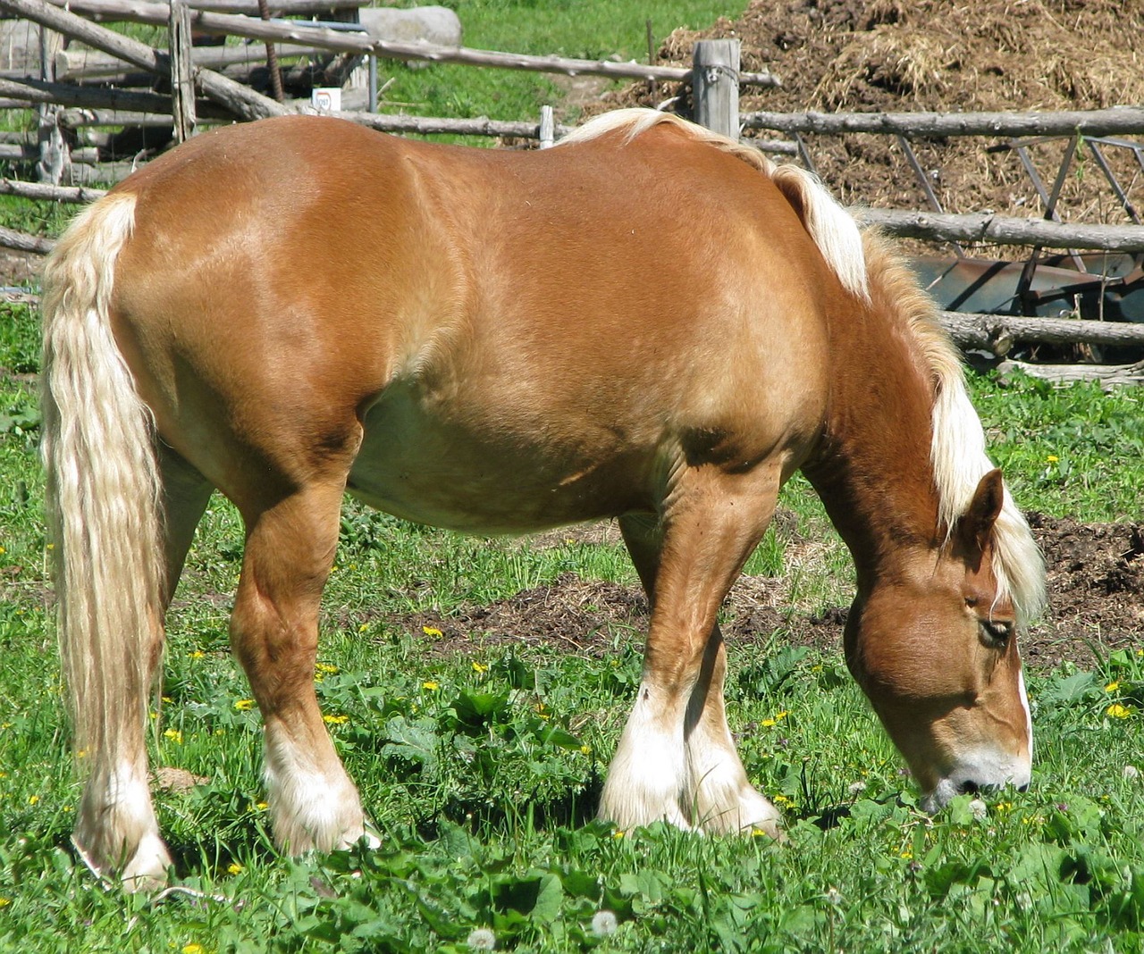 Vietinis Arklys, Equus Ferus Caballus, Belgijos Darbo Arklio, Velniškas Arklys, Marlbank, Ontarijas, Kanada, Nemokamos Nuotraukos,  Nemokama Licenzija