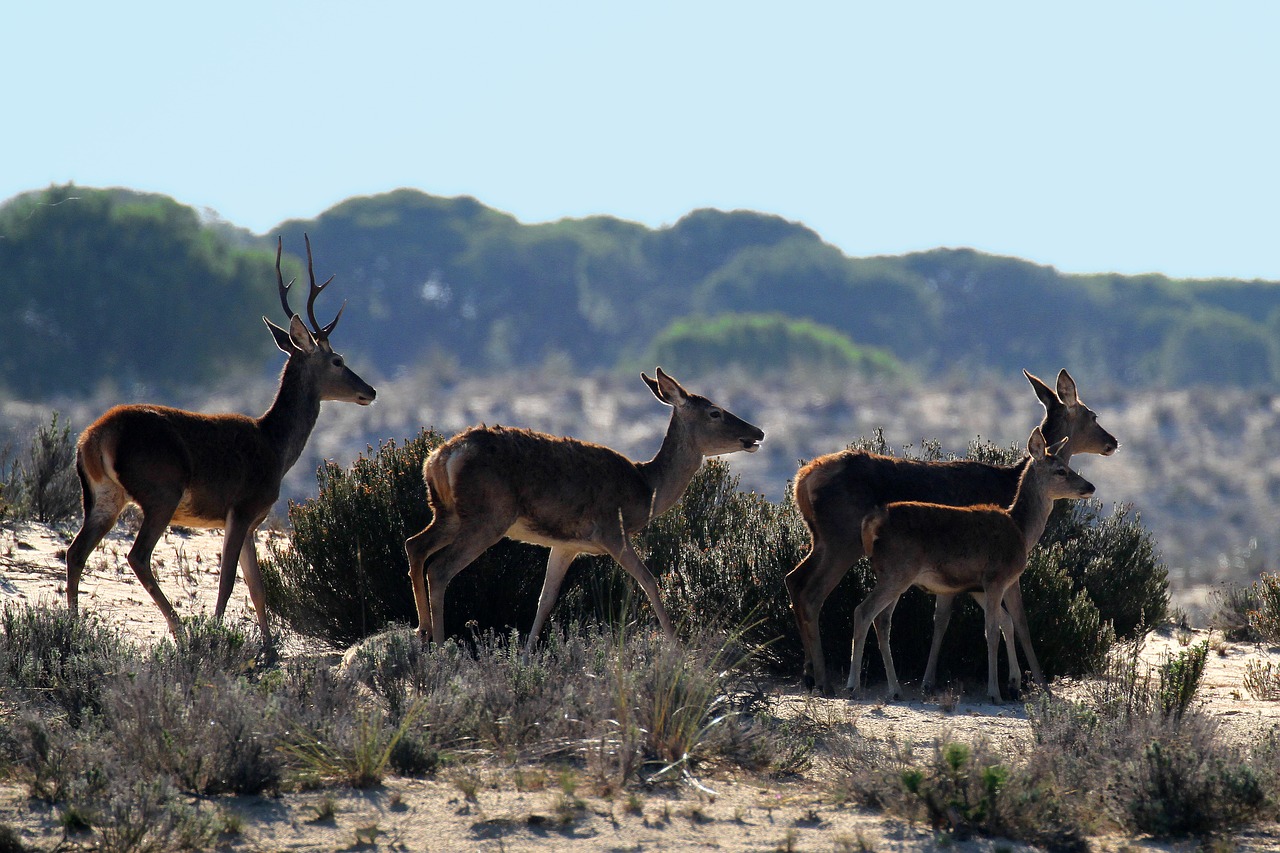 Doñana Nacionalinis Parkas, Ispanija, Elnias Rytas, Vaikščioti, Šeima, Grupė, Gyvūnai, Buck, Doe, Žvilgsnis