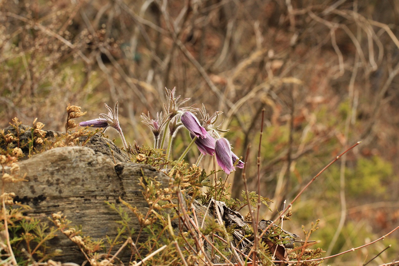 Dong-Kang, Pasqueflower, Gėlių, Augalas, Natūralus, Žiedas, Žydėti, Žiedlapis, Botanikos, Ekologiškas