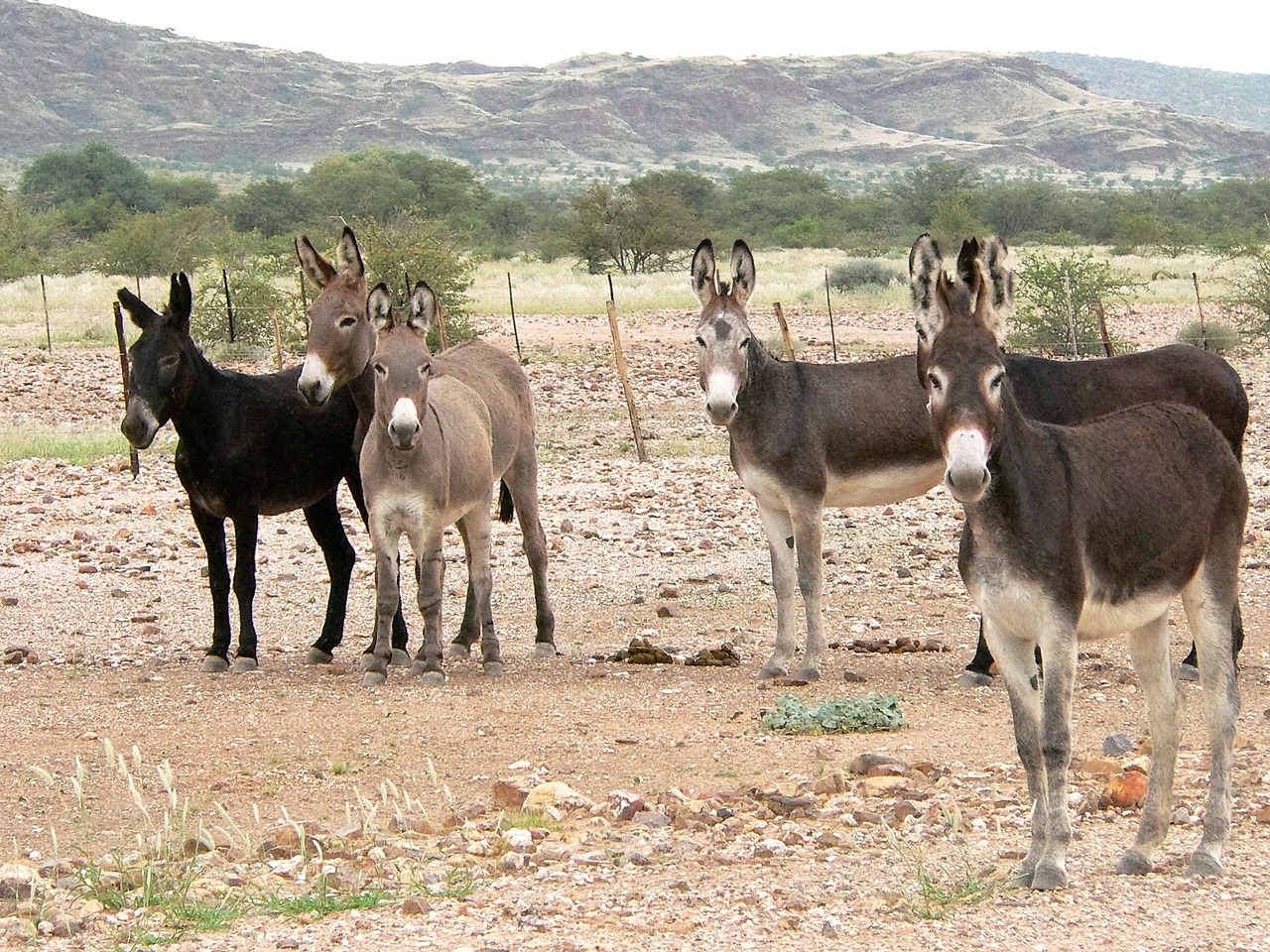 Asilas, Grupė, Flock, Kanopos, Kraštovaizdis, Afrika, Nemokamos Nuotraukos,  Nemokama Licenzija