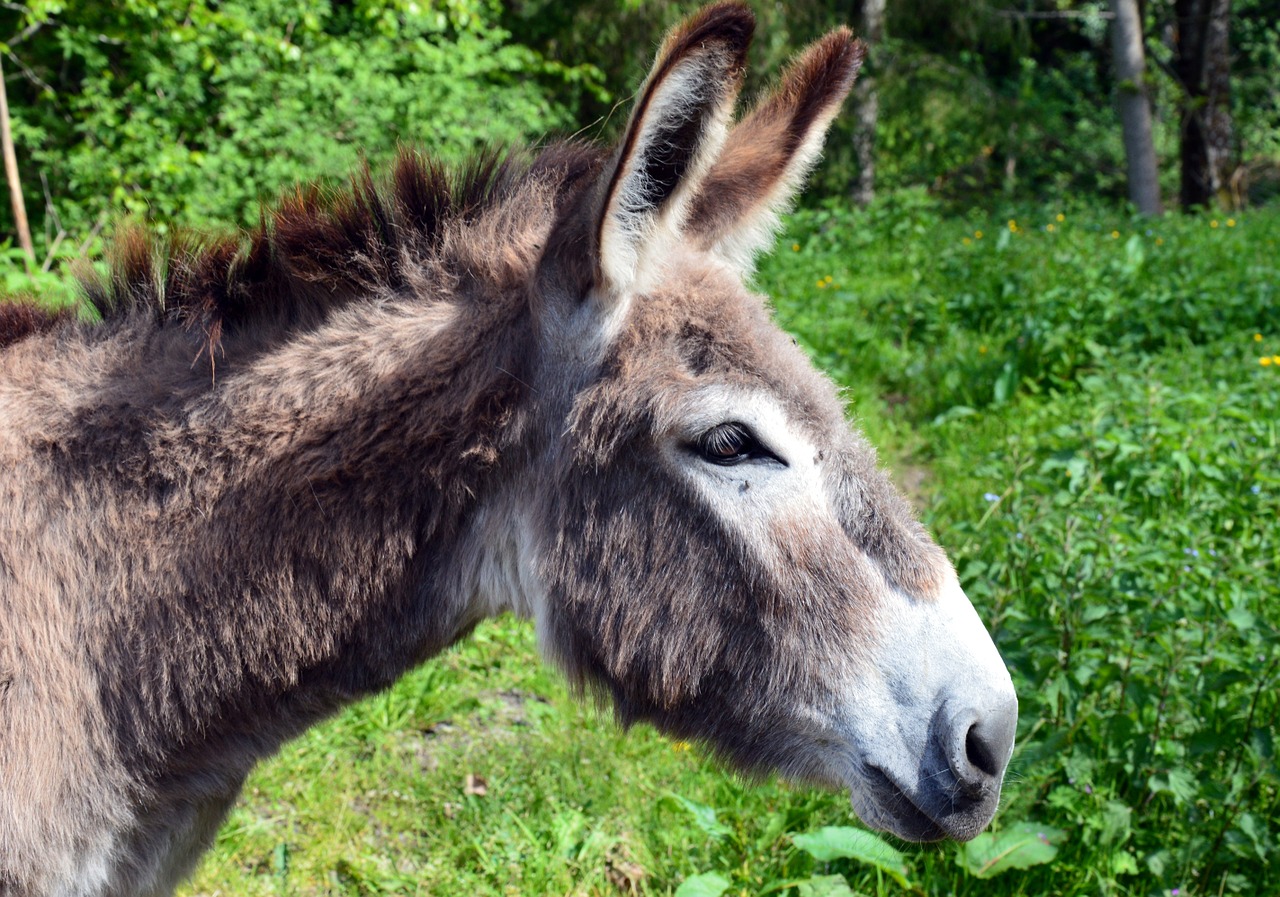 Asilas, Gyvūnas, Naminis Gyvūnas, Astenas Cotentinui, Nemokamos Nuotraukos,  Nemokama Licenzija