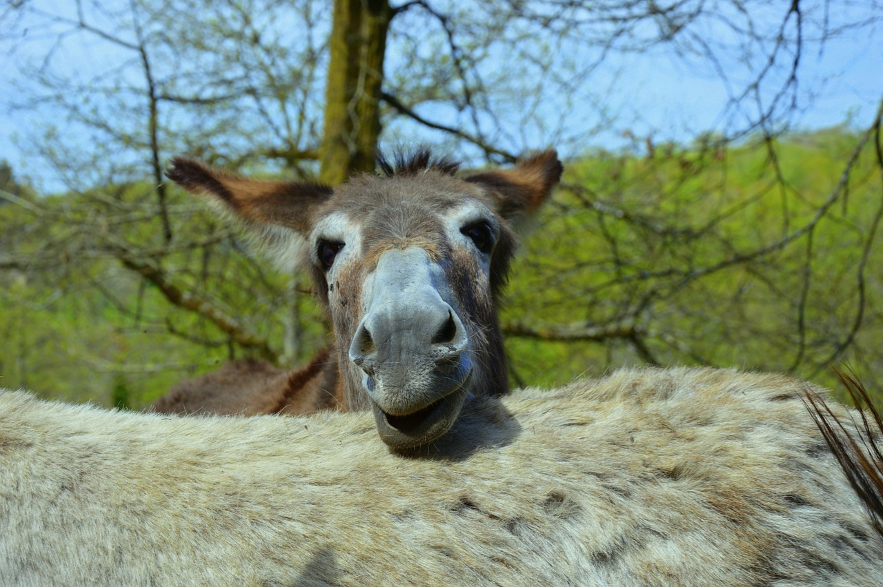 Asilas, Astenas Cotentinui, Gyvūnas, Nemokamos Nuotraukos,  Nemokama Licenzija