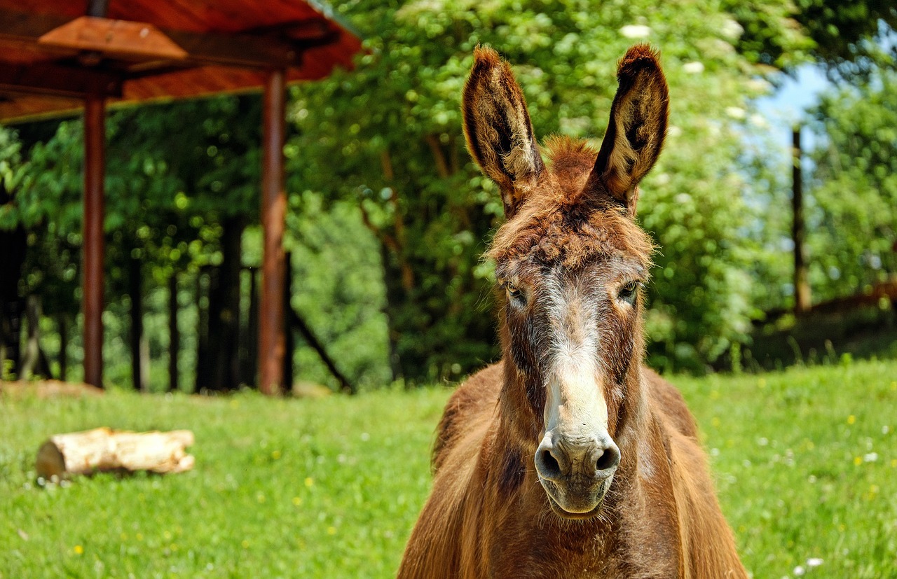 Asilas, Mule, Gyvūnas, Žinduolis, Smalsumas, Gamta, Nemokamos Nuotraukos,  Nemokama Licenzija