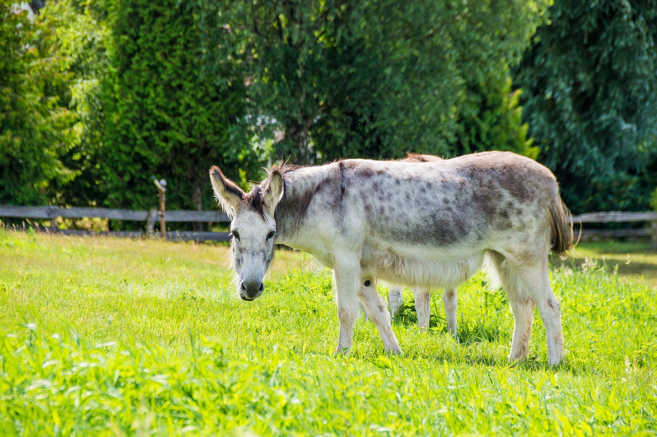 Asilas, Pieva, Gamta, Žvėriška Našta, Kaimas, Ganykla, Nemokamos Nuotraukos,  Nemokama Licenzija