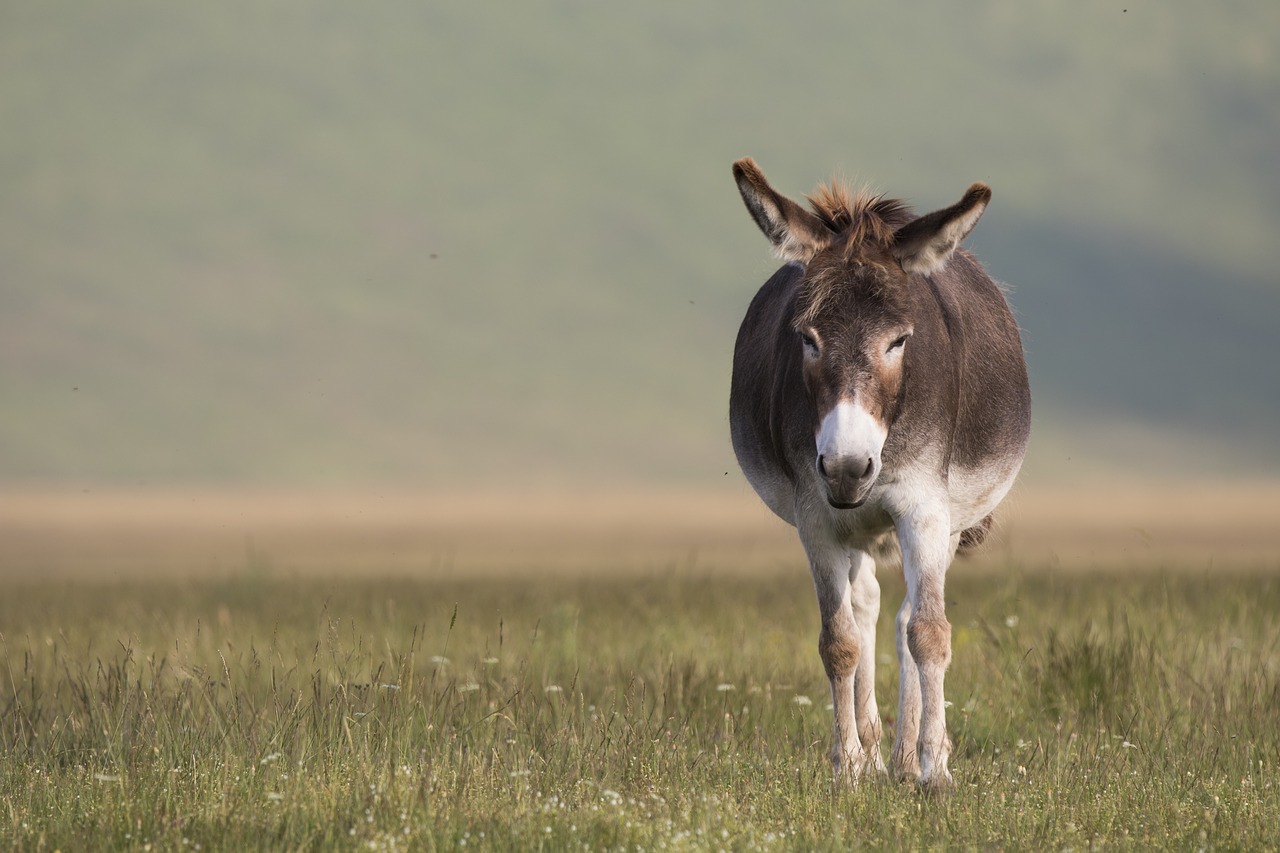 Asilas, Gamta, Gyvūnas, Gyvūnai, Italy, Gyvūnų Pasaulis, Asilai, Žinduolis, Nemokamos Nuotraukos,  Nemokama Licenzija