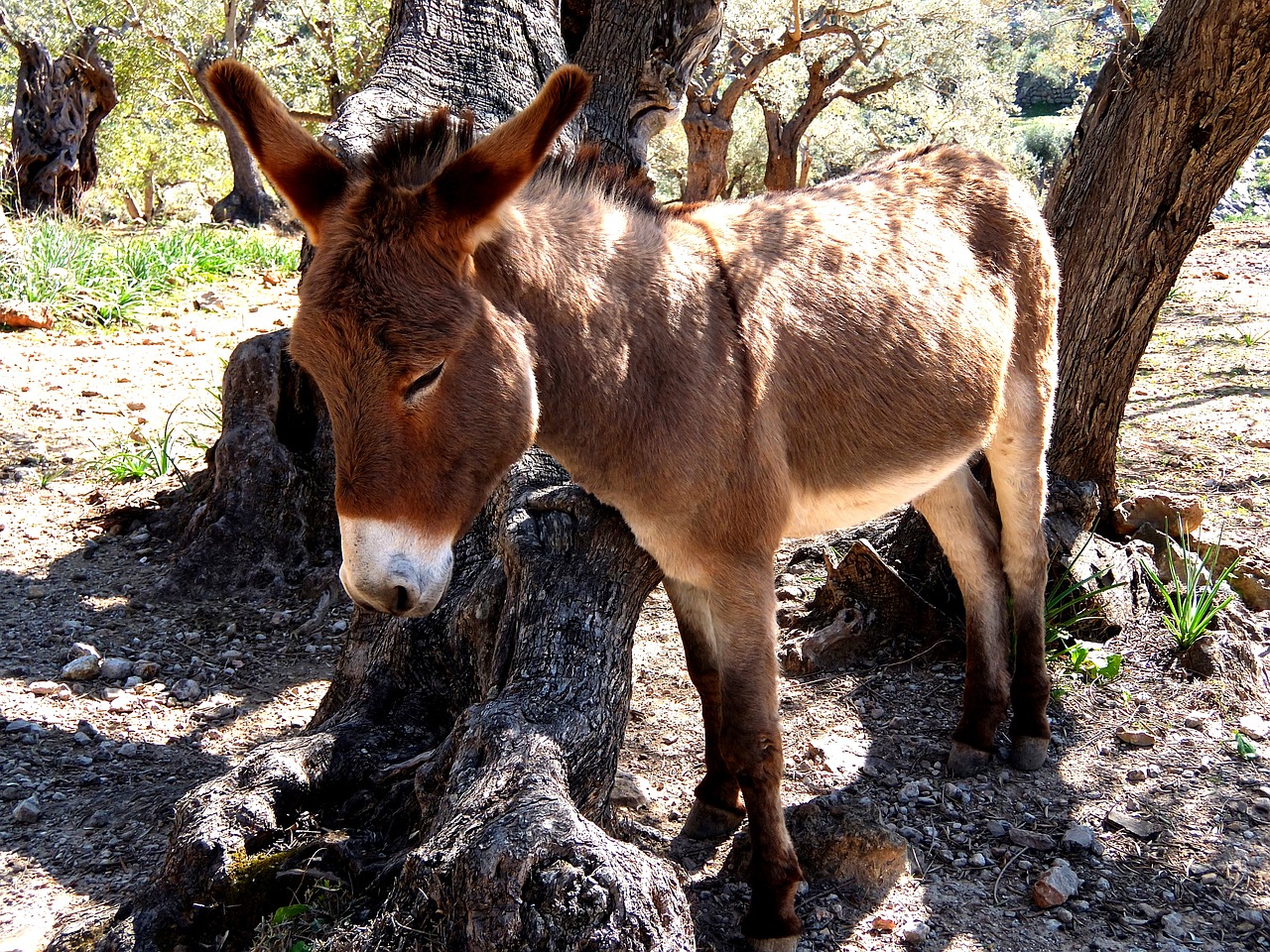 Asilas, Maljorka, Uolingas, Laisvos Eigos, Steinig, Patikimas, Viduržemio Jūros, Gamta, Uolos Pakrantė, Flock