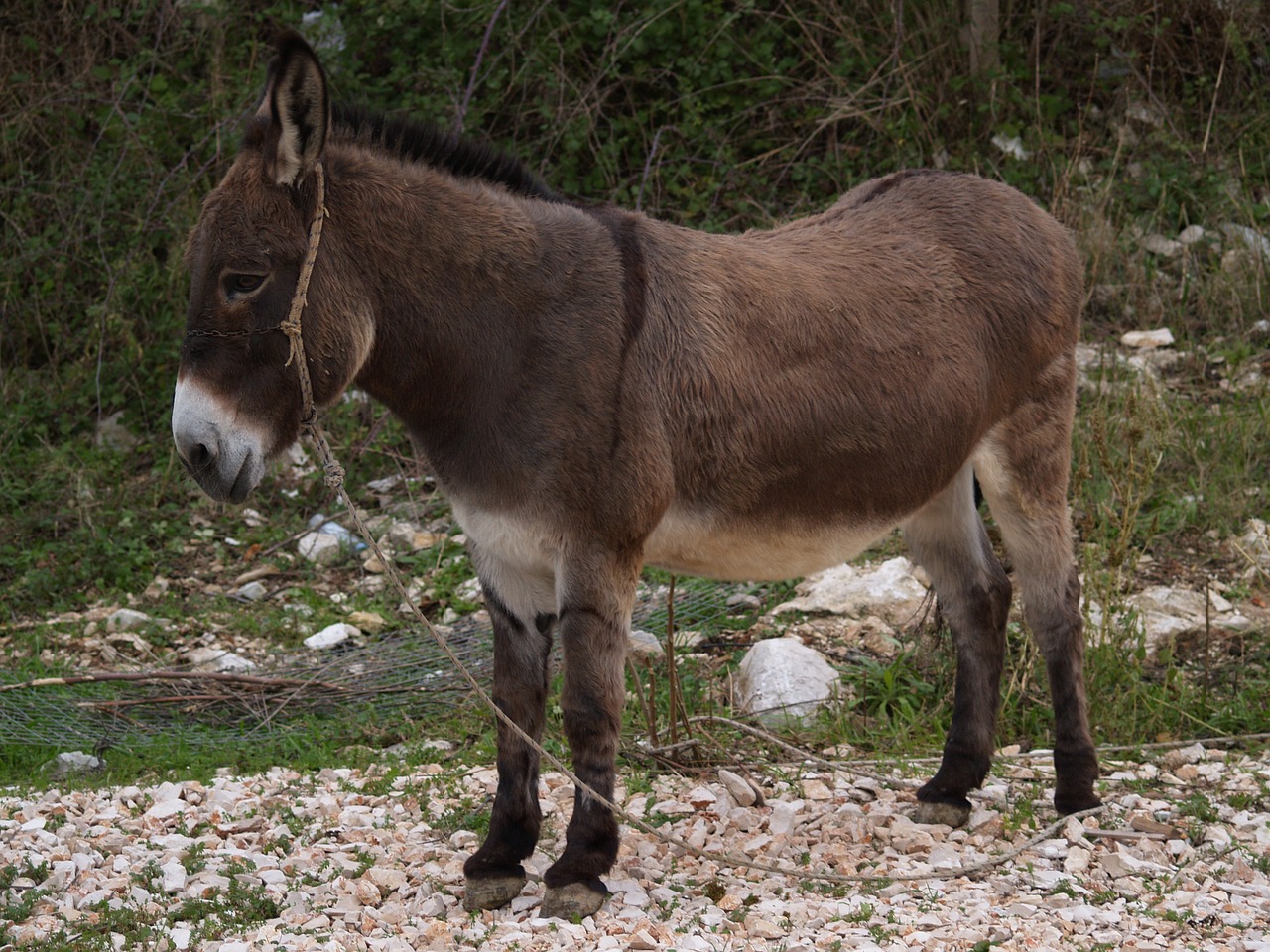 Asilas, Gyvūnas, Laukiniai Gyvūnai, Asilas, Gamta, Laukiniai, Fauna, Natūralus, Laukinė Gamta, Žinduolis