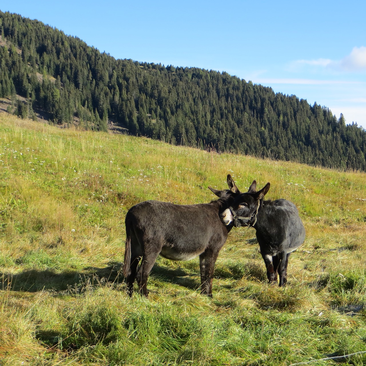 Asilas, As Pora, Asilas Meilė, Nemokamos Nuotraukos,  Nemokama Licenzija