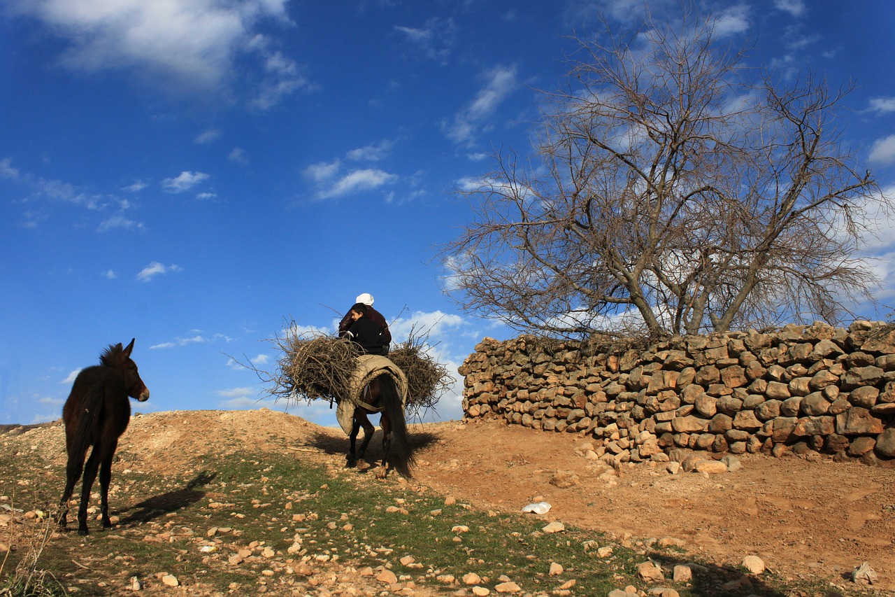 Asilas, Mule, Apkrova, Akmeninė Siena, Debesis, Gamta, Turkija, Mardin, Kelias, Nemokamos Nuotraukos