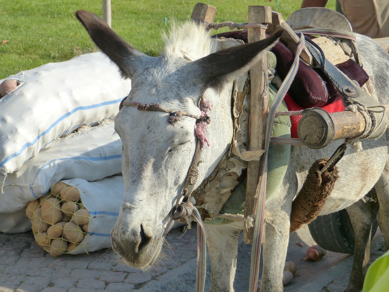 Asilas, Žvėriška Našta, Supakuotas, Gyvūnas, Darbinis Arklys, Nemokamos Nuotraukos,  Nemokama Licenzija