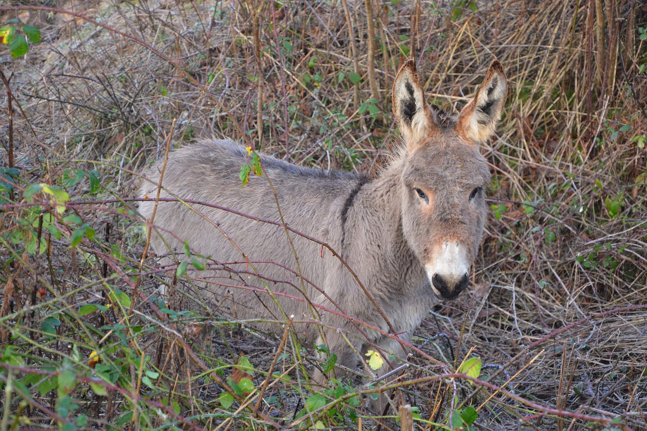 Asilas, Arklinių Šeimos Gyvūnai, Pre, Ilgos Ausys, Gyvūnai, Naminis Gyvūnas, Gyvūnas, Nemokamos Nuotraukos,  Nemokama Licenzija