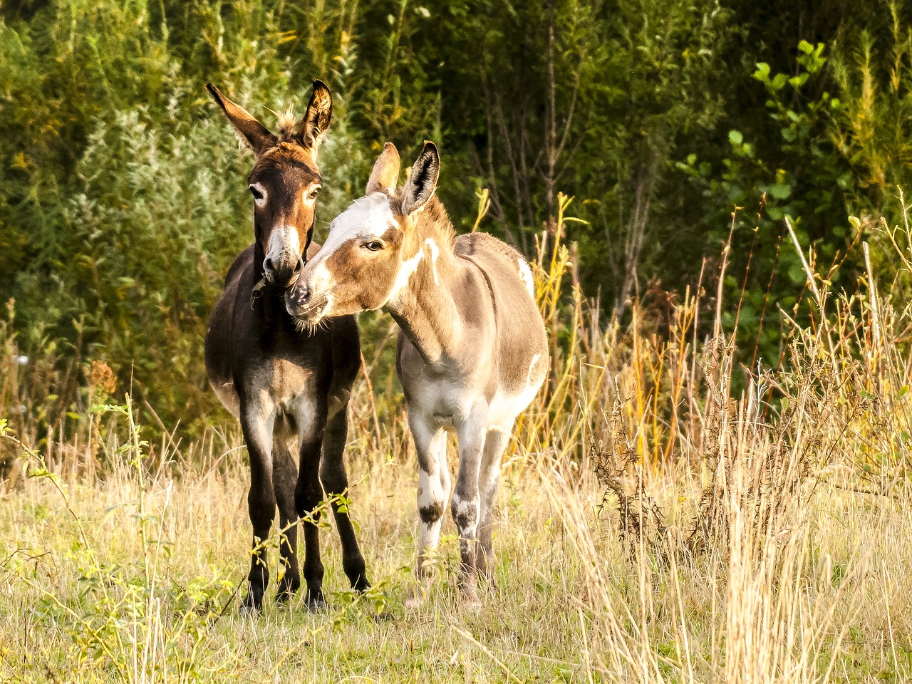 Asilas, Gyvūnas, Žinduolis, Gamta, Nemokamos Nuotraukos,  Nemokama Licenzija