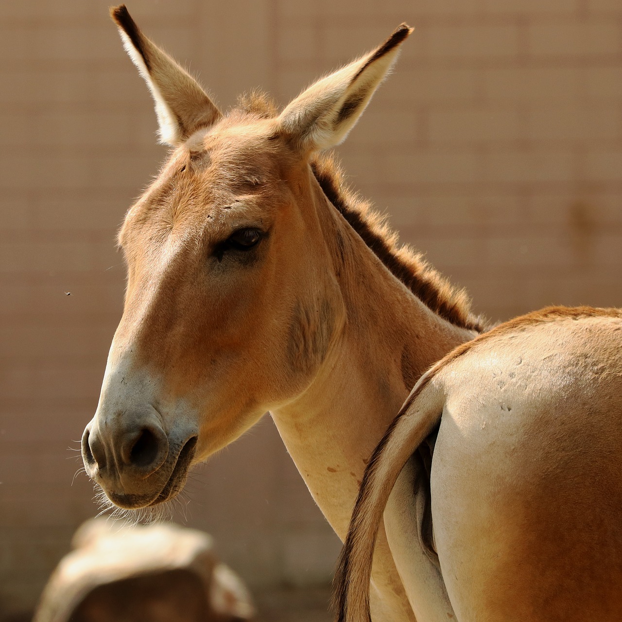 Asilas, Laukiniai Asilai, Zoologijos Sodas, Gyvūnas, Afrika, African Ass, Onager, Nemokamos Nuotraukos,  Nemokama Licenzija