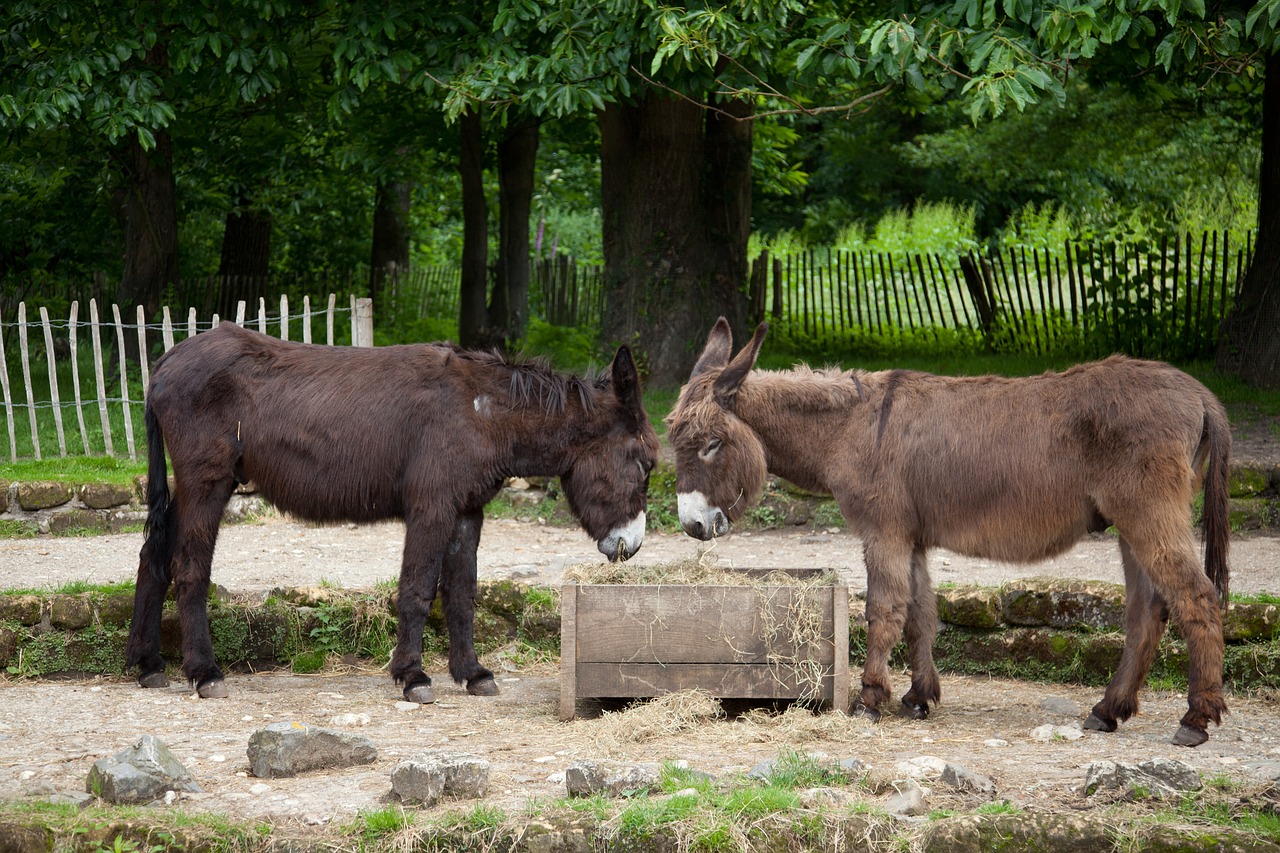 Asilas, Du, Žvėriška Našta, Žiurkė, Kailis, Šuo Ausis, Gyvuliai, Zoologijos Sodas, Ūkis, As Pora