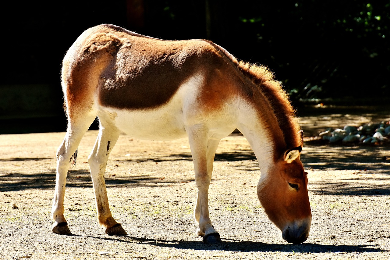 Asilas, Gyvūnas, Laukinės Gamtos Fotografija, Gyvūnų Pasaulis, Tierpark Hellabrunn, Munich, Nemokamos Nuotraukos,  Nemokama Licenzija