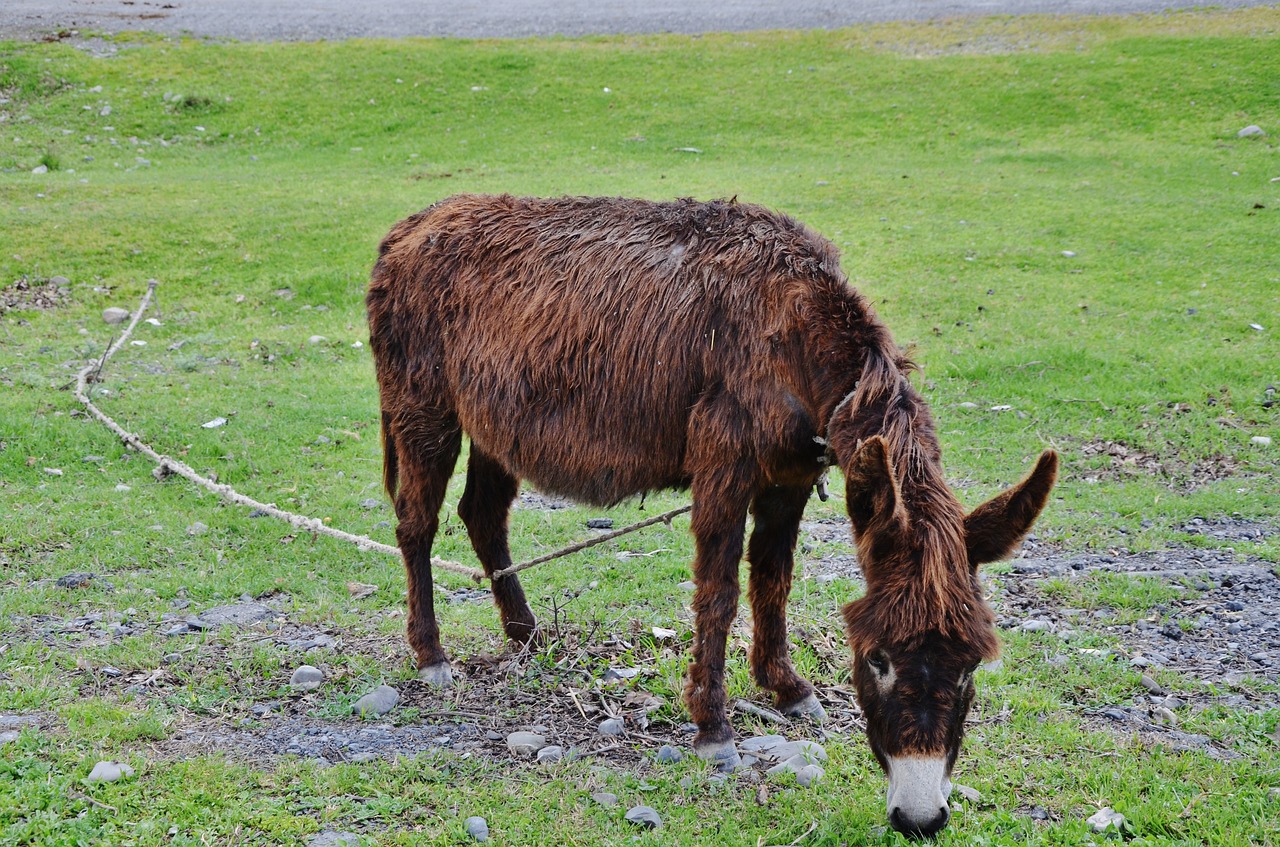 Asilas, Gyvūnas, Ūkis, Laukiniai, Gamta, Žinduolis, Laukinė Gamta, Ūkininkavimas, Nemokamos Nuotraukos,  Nemokama Licenzija