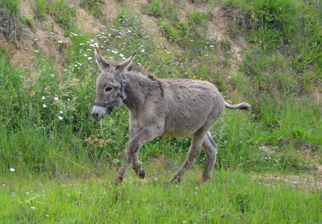 Asilas, Asilas, Paleisti, Asilas Eina, Gamta, Ilgai, Ausys, Pilkasis Asilas, Žalias, Jaunas Asilas