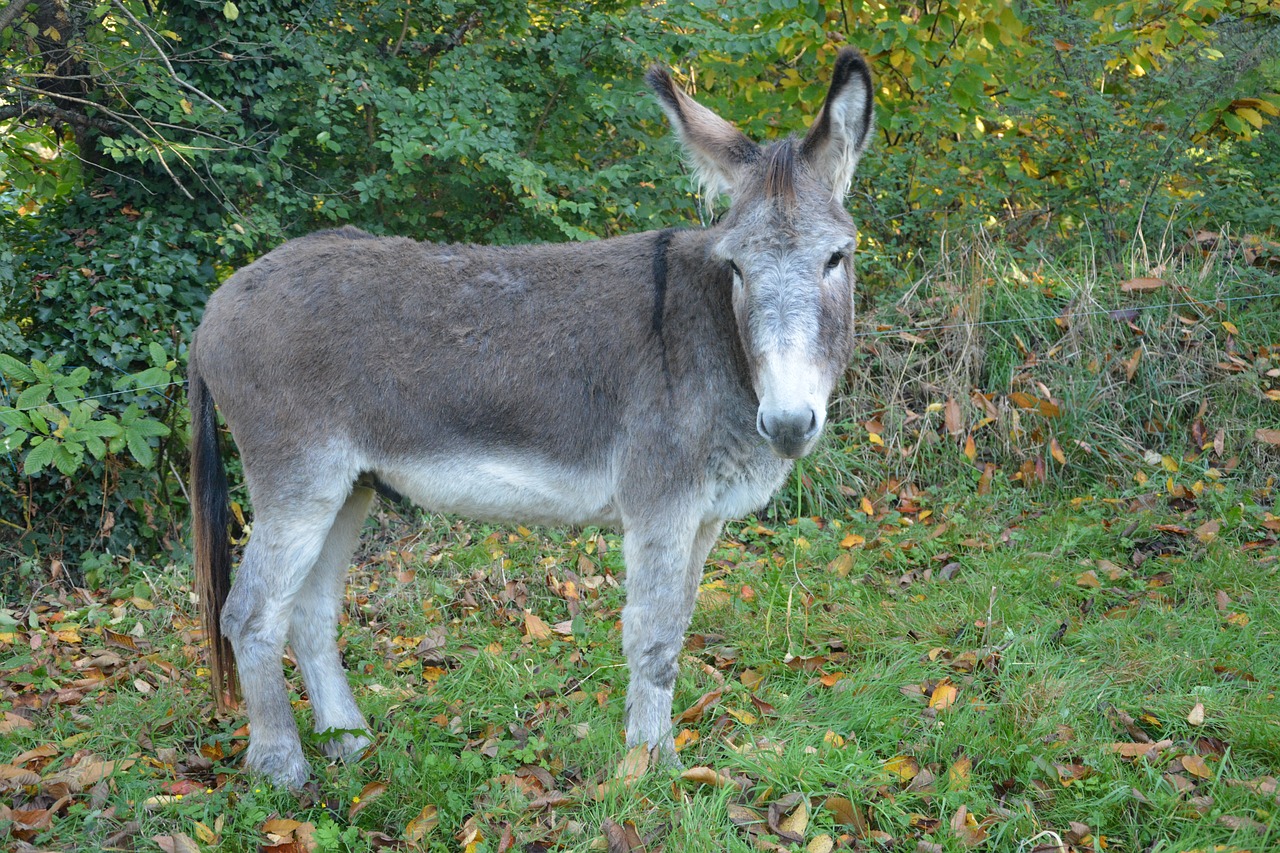 Asilas, Pilkasis Asilas, Arkliai, Geras Žvilgsnis, Minkštas, Draugiškas, Gyvūnas, Žygiai, Jodinėti Žirgais, Augintiniai