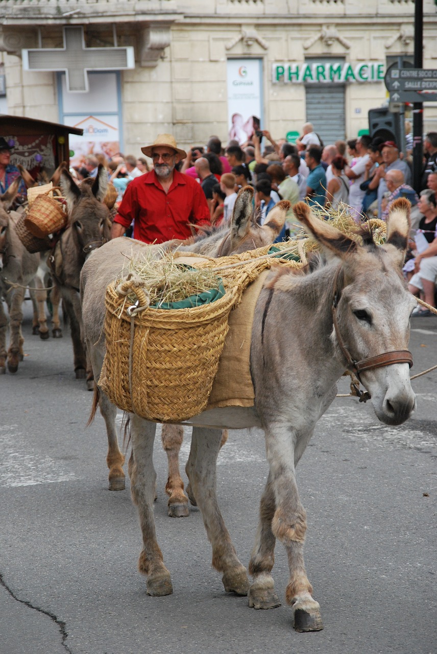 Asilas, Paradas, Provence, Nemokamos Nuotraukos,  Nemokama Licenzija