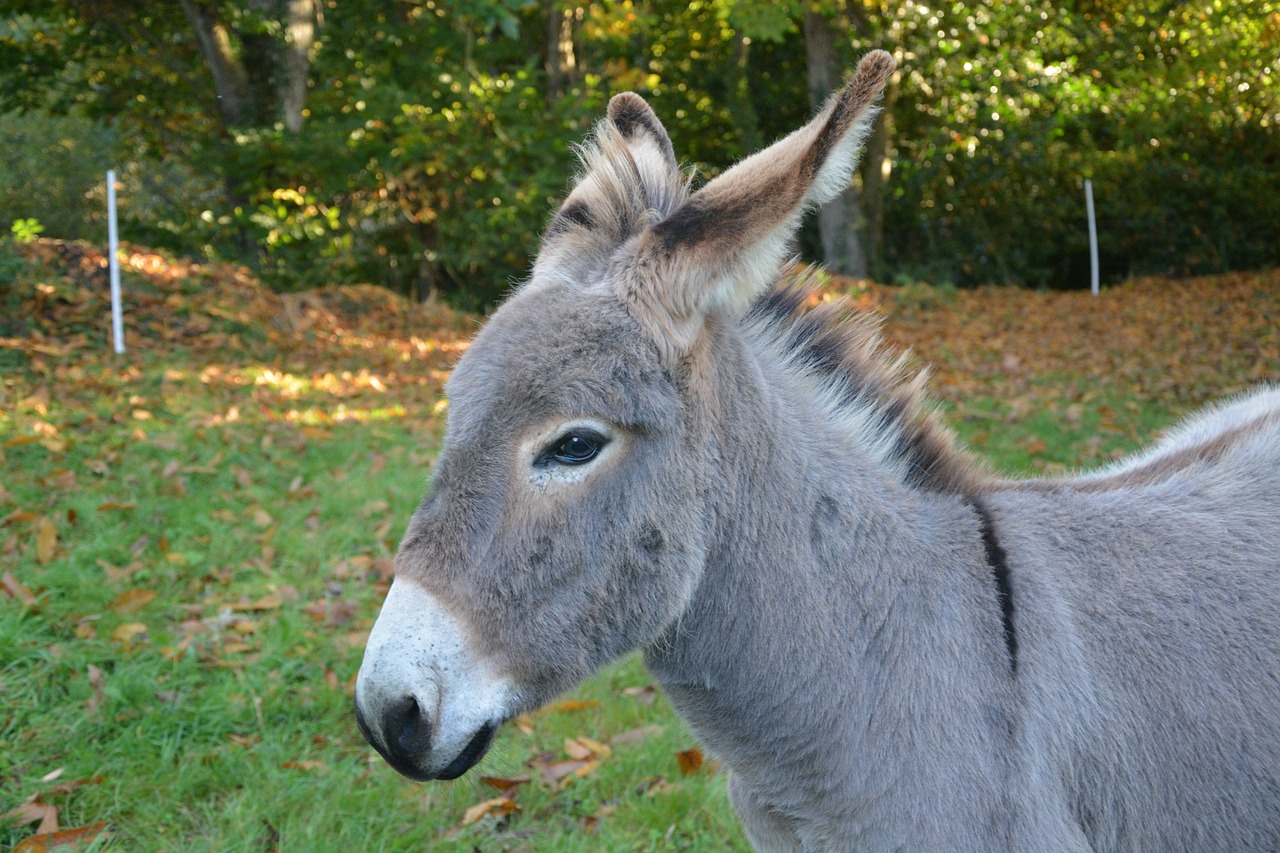 Asilas, Pilkasis Asilas, Žolėdis, Atrajotojas, Ilgos Ausys, Naminis Gyvūnas, Asilas, Gyvūnas, Pilka, Gamta