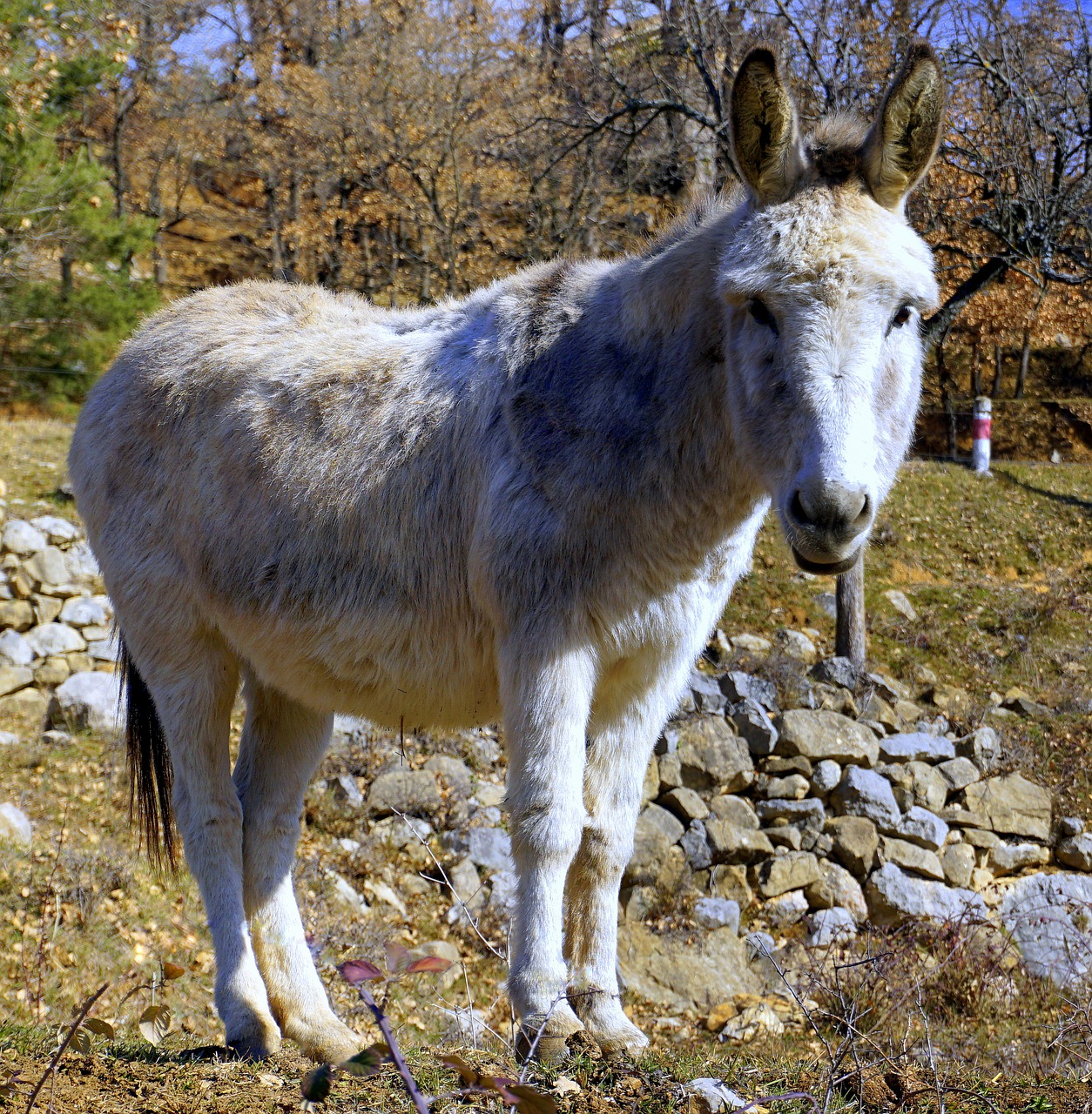 Asilas, Asilas, Arkliai, Ausys, Balta, Galva, Akys, Žinduoliai, Animalia, Gamta