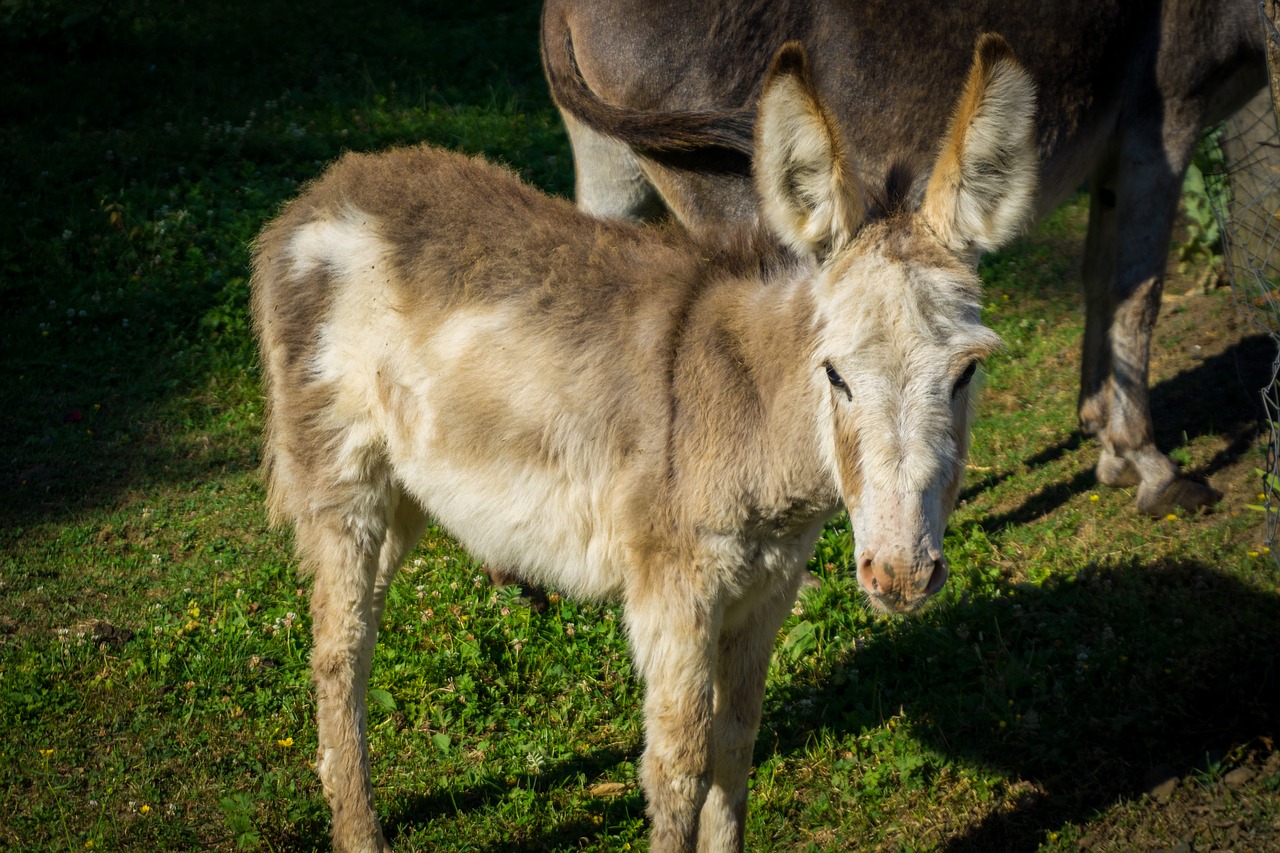 Asilas,  Meadow,  Gyvūnai,  Žvėriška Našta,  Ganosi,  Ganyklos,  Žolė,  Galva,  Saldus,  Iš Arti