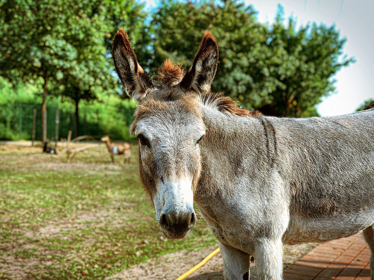 Asilas,  Gyvūnas,  Arklys Projektas,  Pobūdį,  Gyvulininkystė,  Mulas,  Žvėriška Našta, Nemokamos Nuotraukos,  Nemokama Licenzija