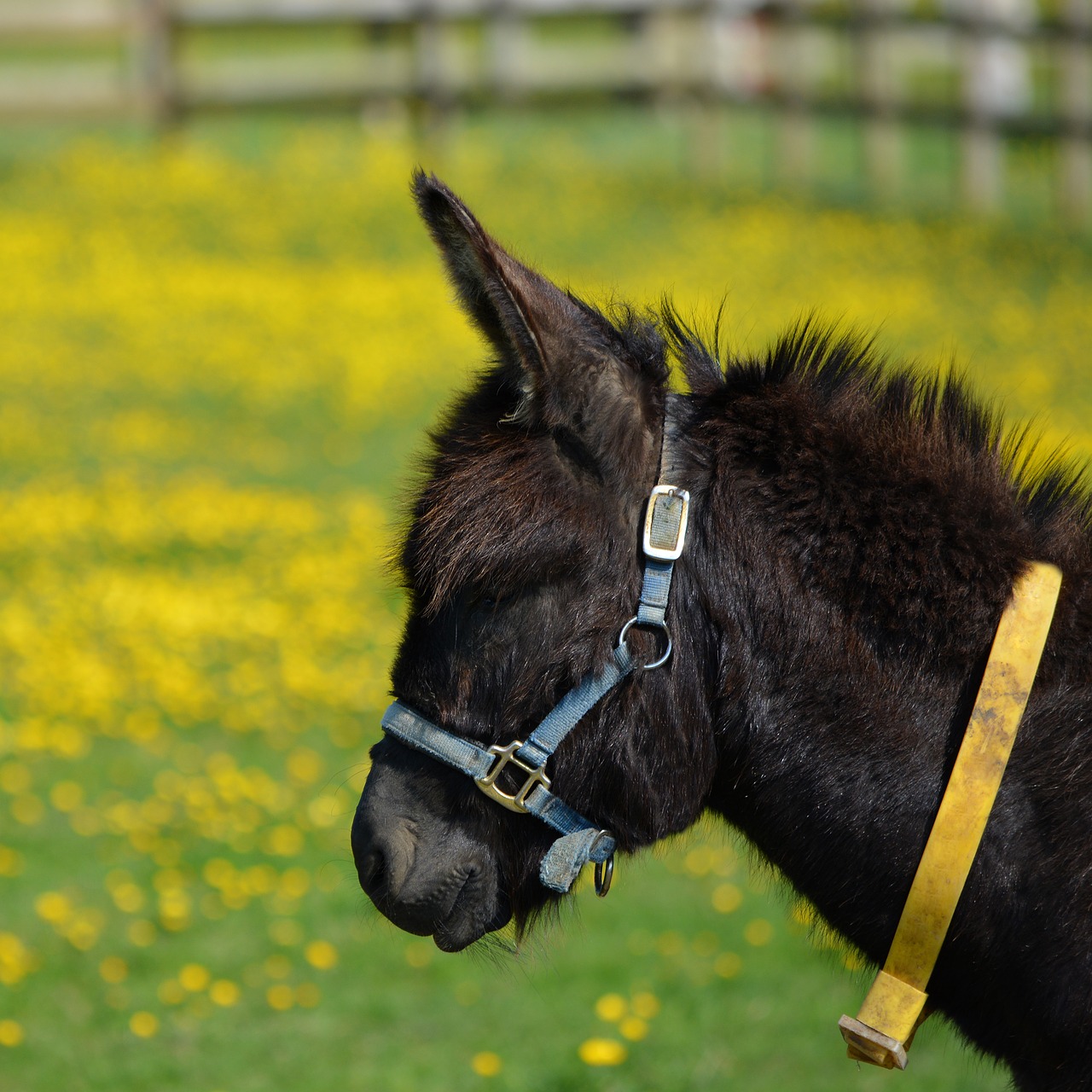 Asilais,  Mule,  Gyvūnas,  Pobūdį,  Ausys,  Žinduolis,  Padaras,  Portretas,  Mielas,  Rudi