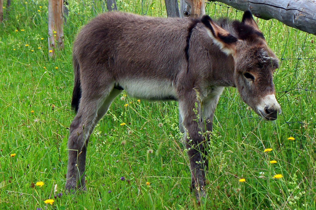 Asilas, Asilas Kumeliukas, Kumeliukas, Kūdikis, Gyvūnas, Žinduolis, Gyvūnų Pasaulis, Galva, Akys, Ausys