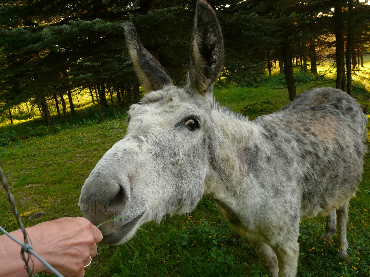 Asilas, Vidaus Asilas, Maitinti, Valgyti, Įdomu, Juokinga, Vaizdas, Maistas, Equus Asinus Asinus, Naminis Gyvūnėlis