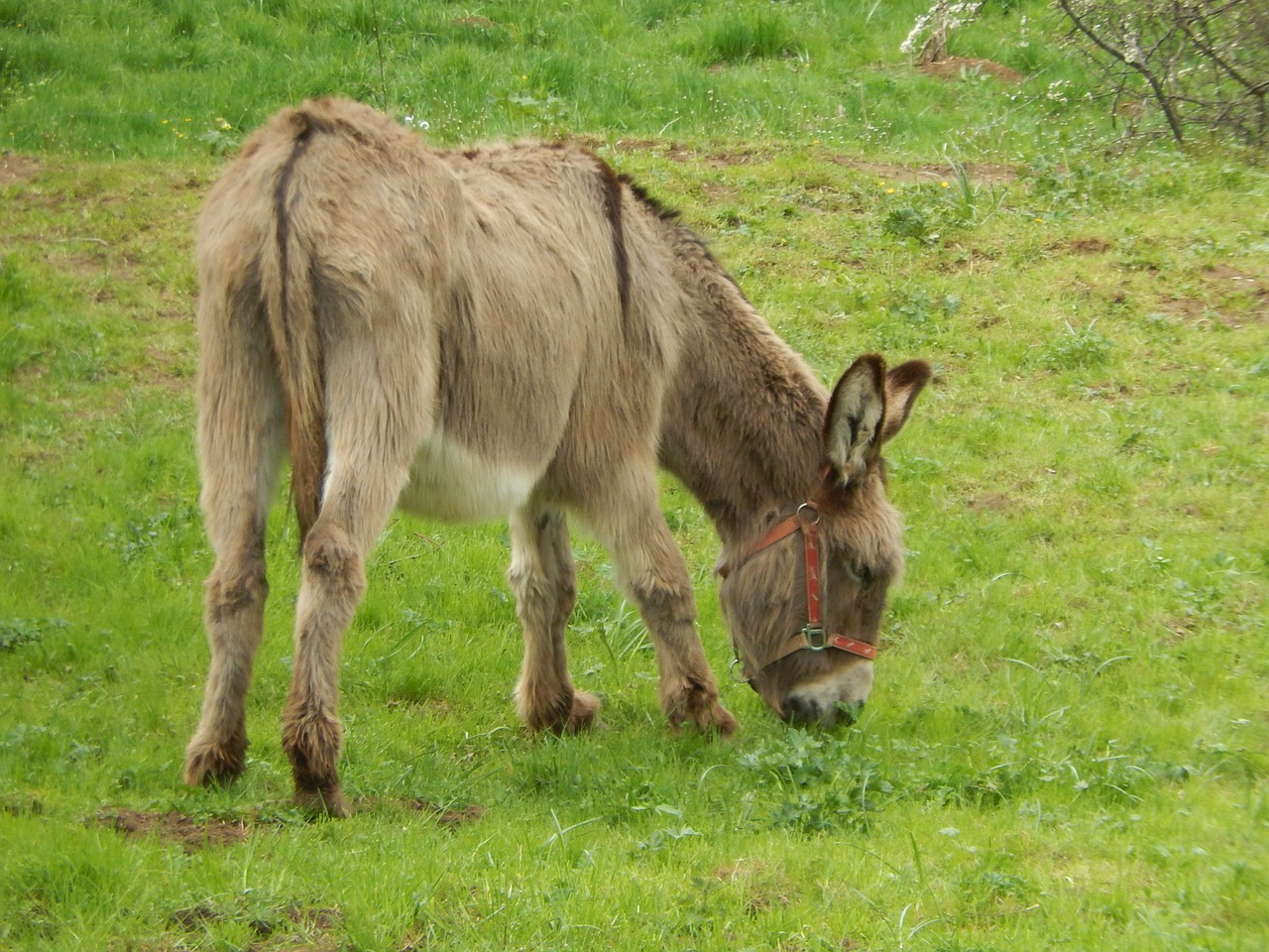 Asilas,  Prairie,  Gamta, Nemokamos Nuotraukos,  Nemokama Licenzija