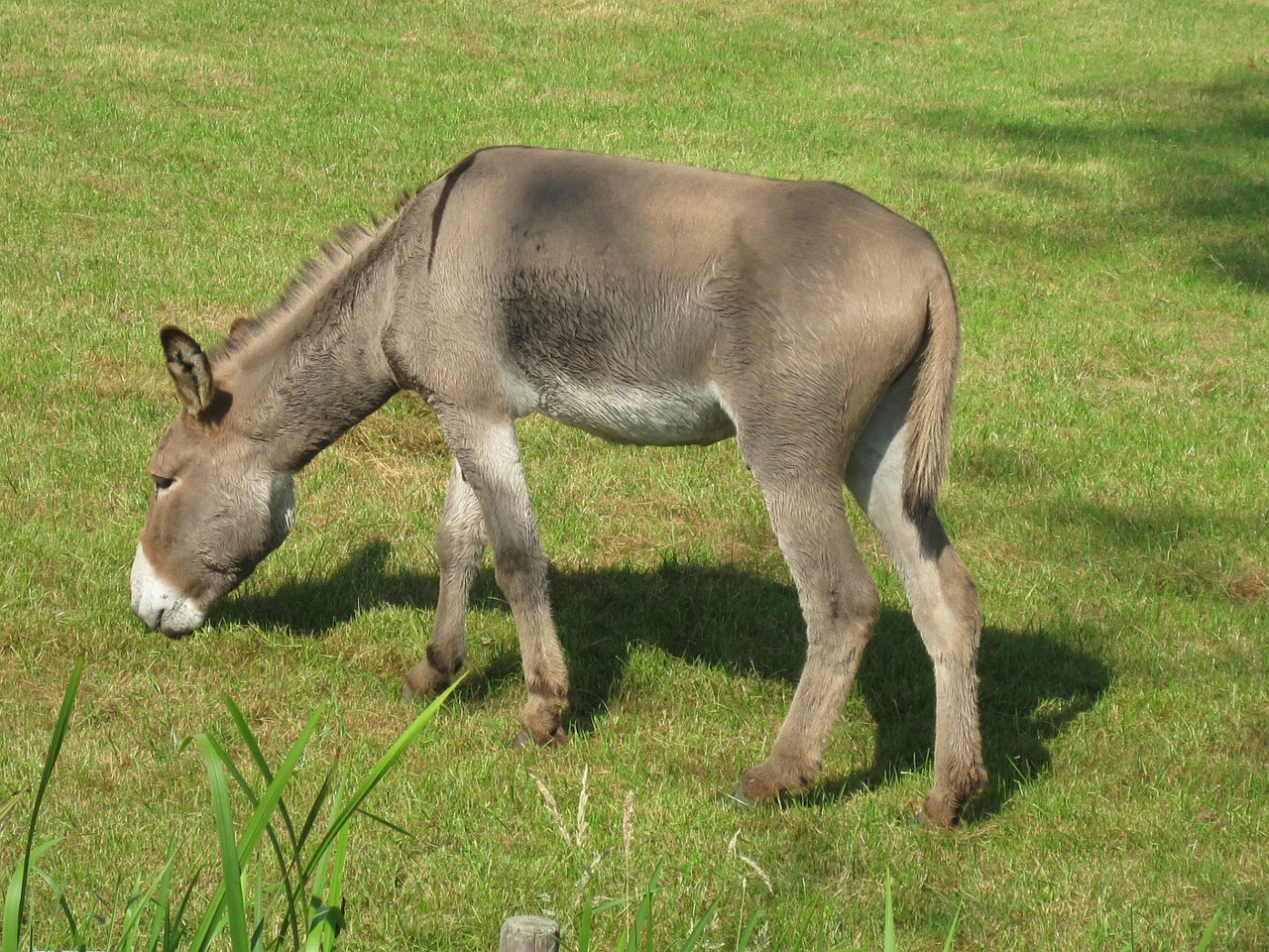 Asilas, Gyvūnas, Ūkis, Kaimas, Šalis, Kaimas, Gyvuliai, Žolė, Augalai, Laukas