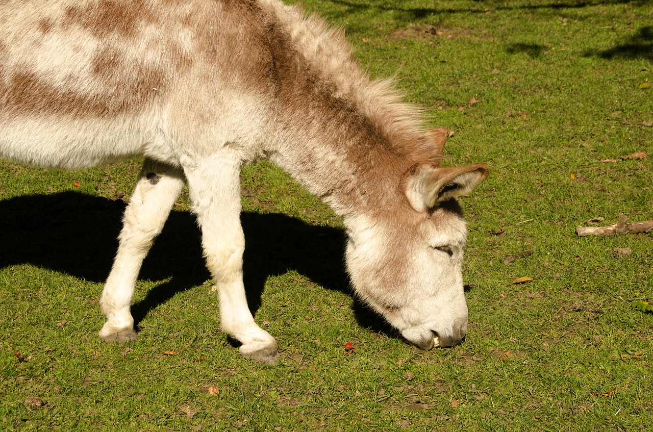 Asilas, Zoologijos Sodas, Gyvūnas, Mielas, Gamta, Ūkis, Žinduolis, Laukinė Gamta, Nemokamos Nuotraukos,  Nemokama Licenzija