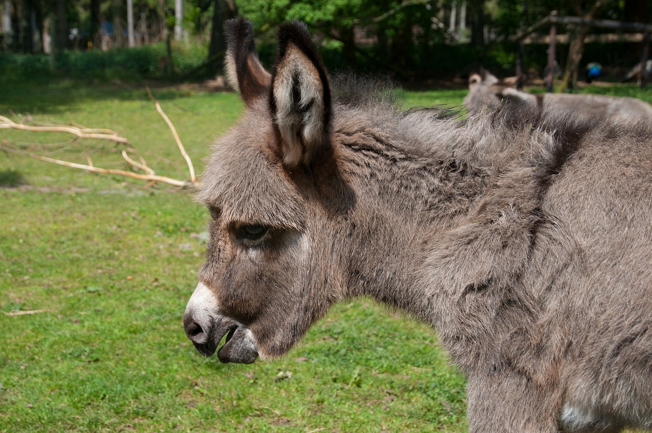 Asilas Kumeliukas, Asilas, Kumeliukas, Kūdikis, Nemokami Elnias, Hellenthal, Nemokamos Nuotraukos,  Nemokama Licenzija