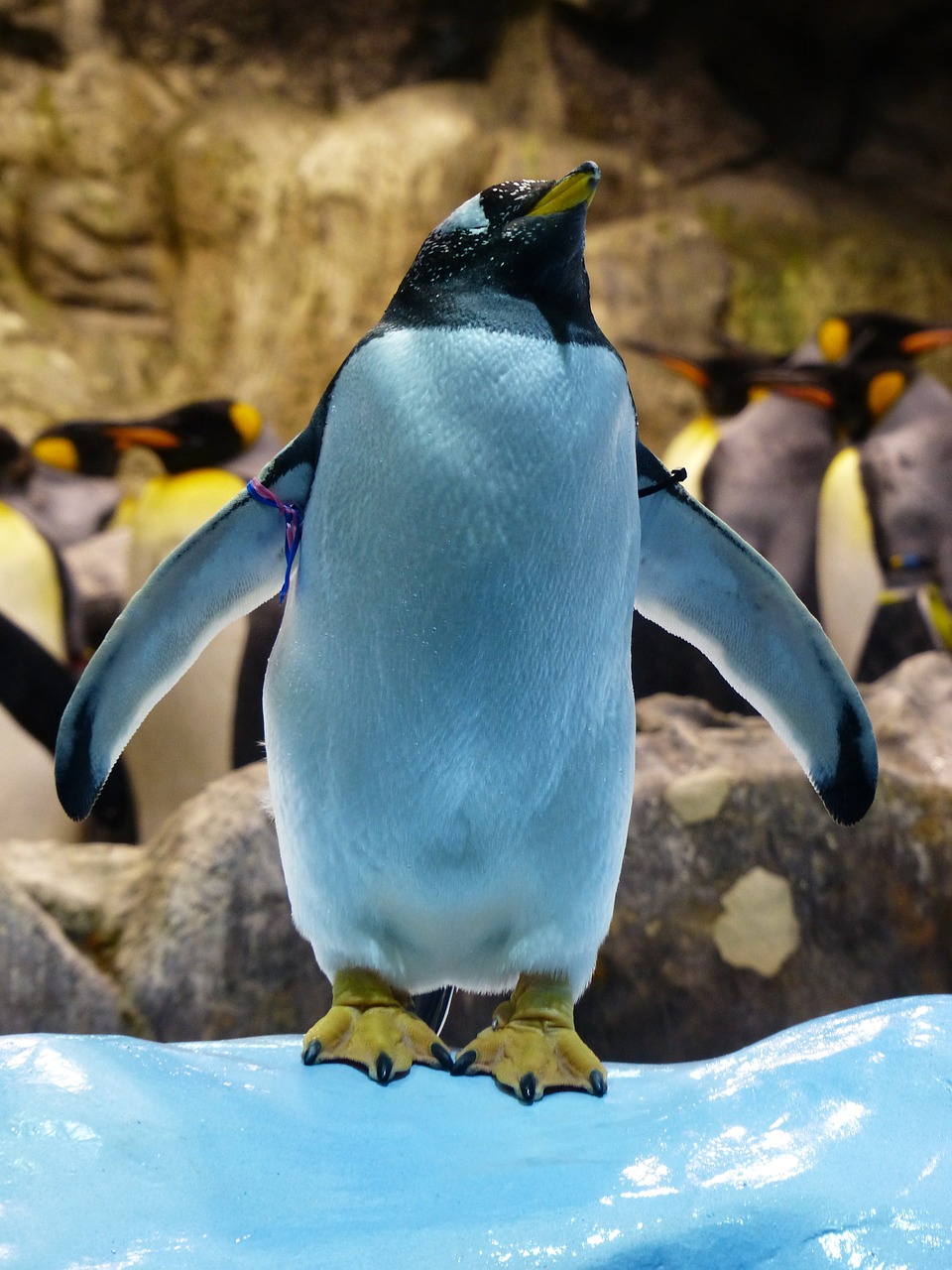Asilas Pingvinas, Pingvinas, Dėmesio, Apsižvalgyk, Pėdos, Pygoscelis Papua, Raudonuosiu Pingvinu, Ilgaplaukis Pingvinas, Pygoscelis, Ledas