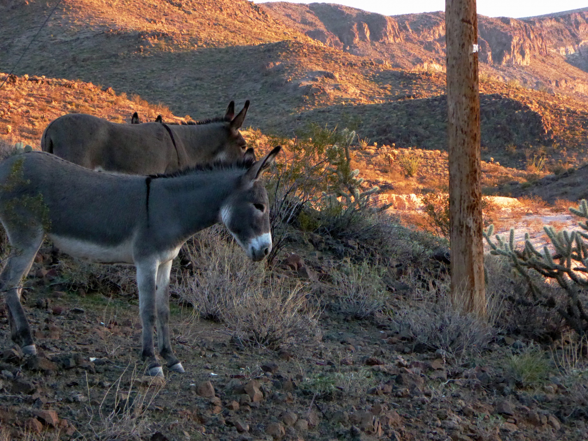 Donkey Show Tijuana