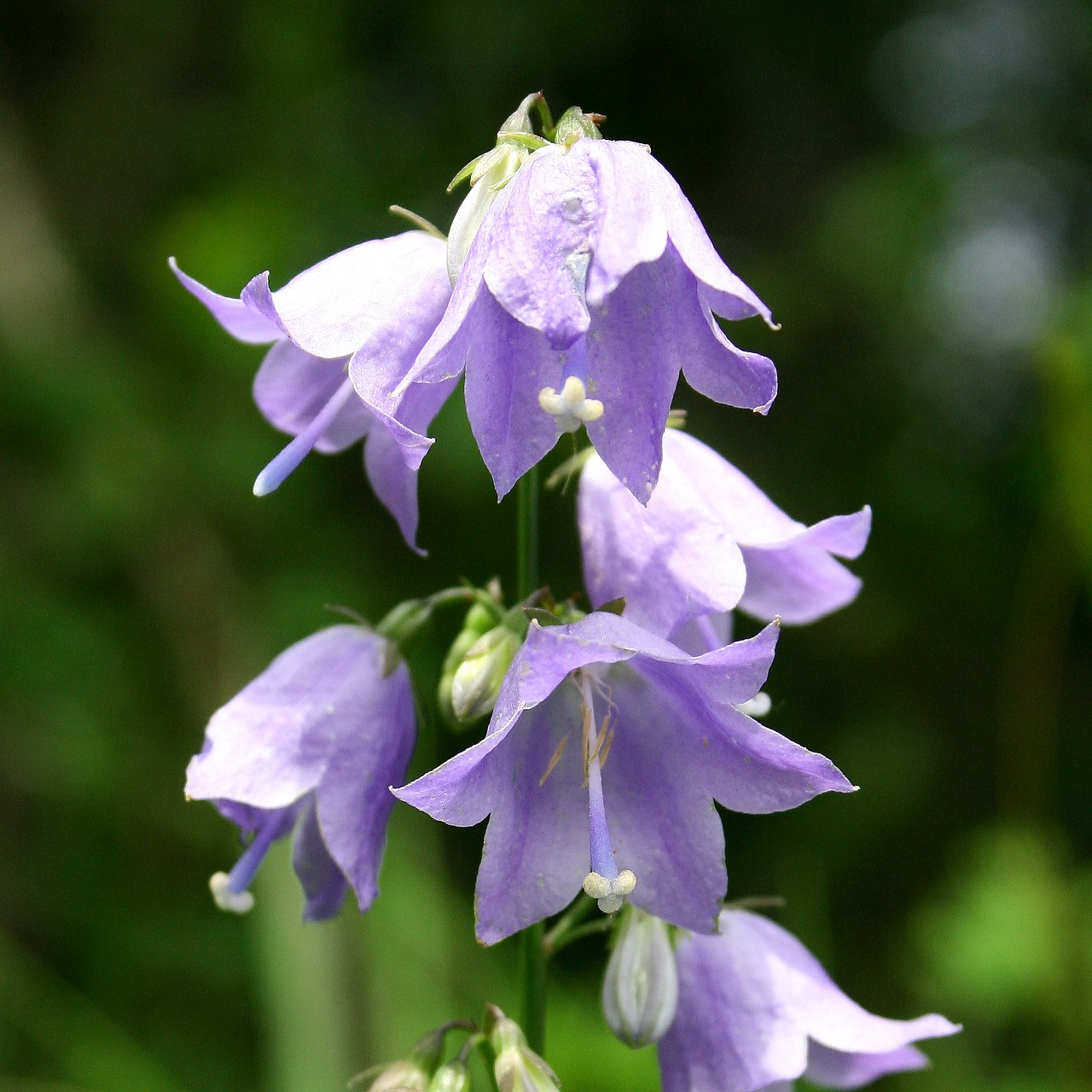 Dora Neturi Lazdelės, Wildflower, Mt Paektu, Nemokamos Nuotraukos,  Nemokama Licenzija